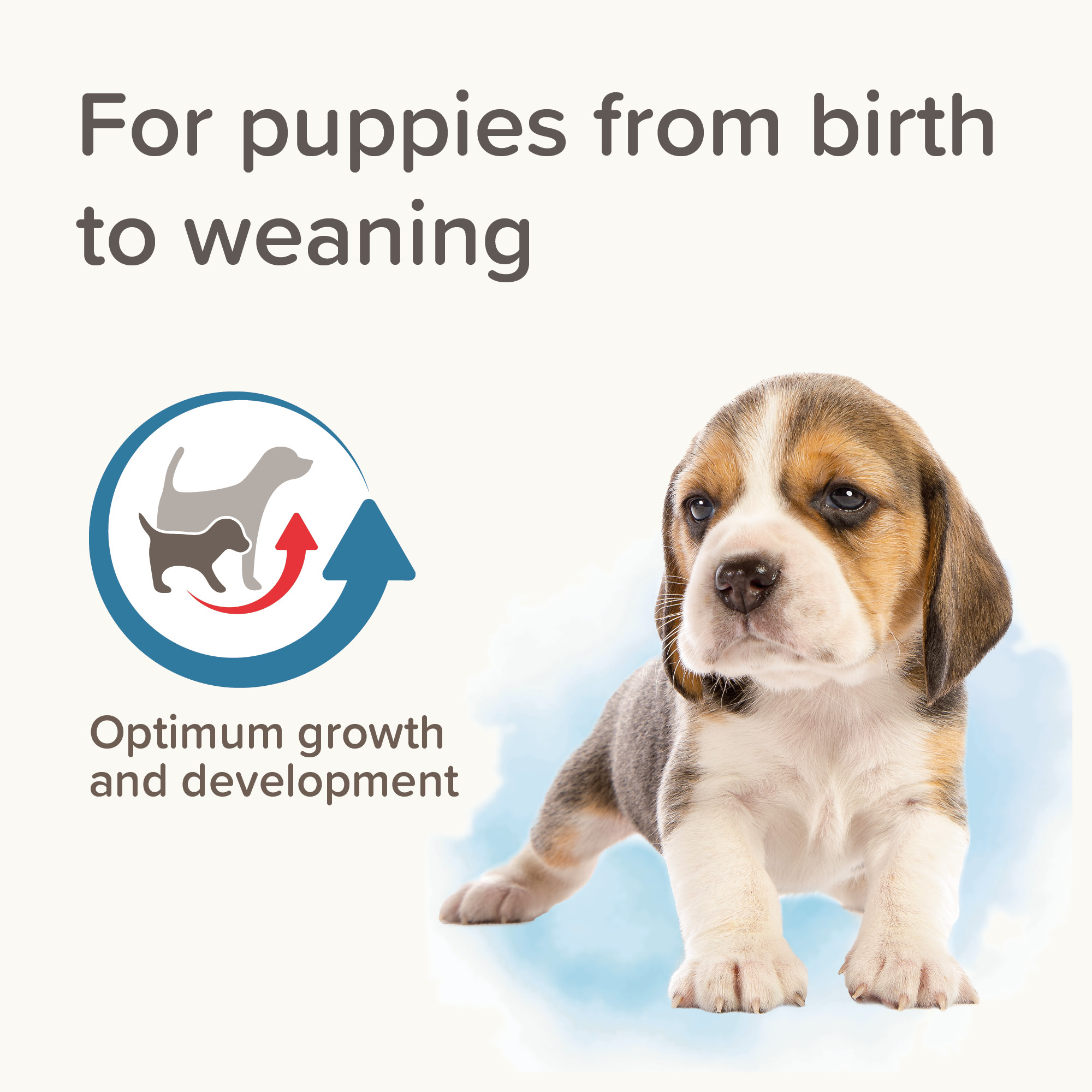 Beaphar Lactol Milk Replacer for Puppies 500g