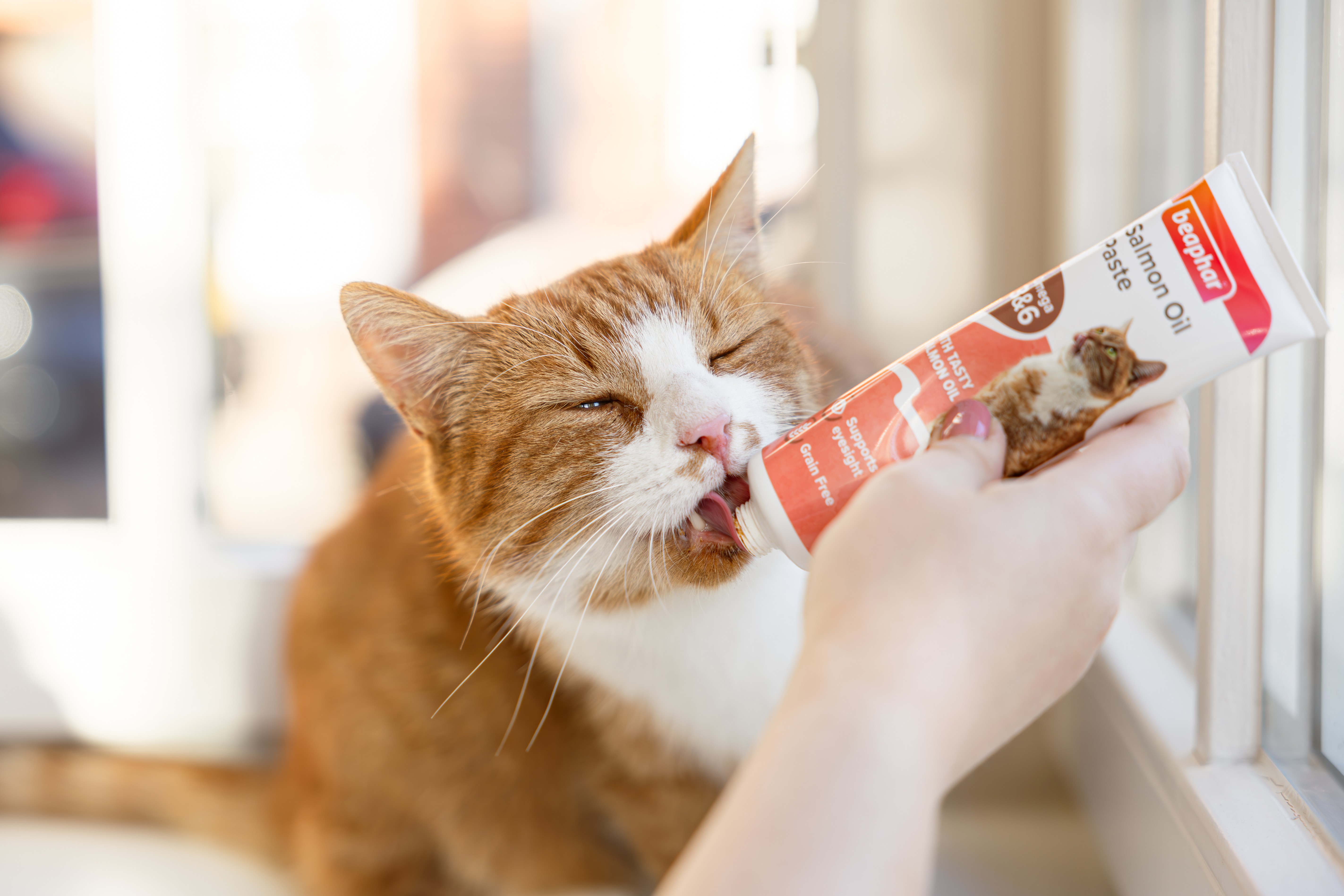 Lazacolajos paszta macskáknak