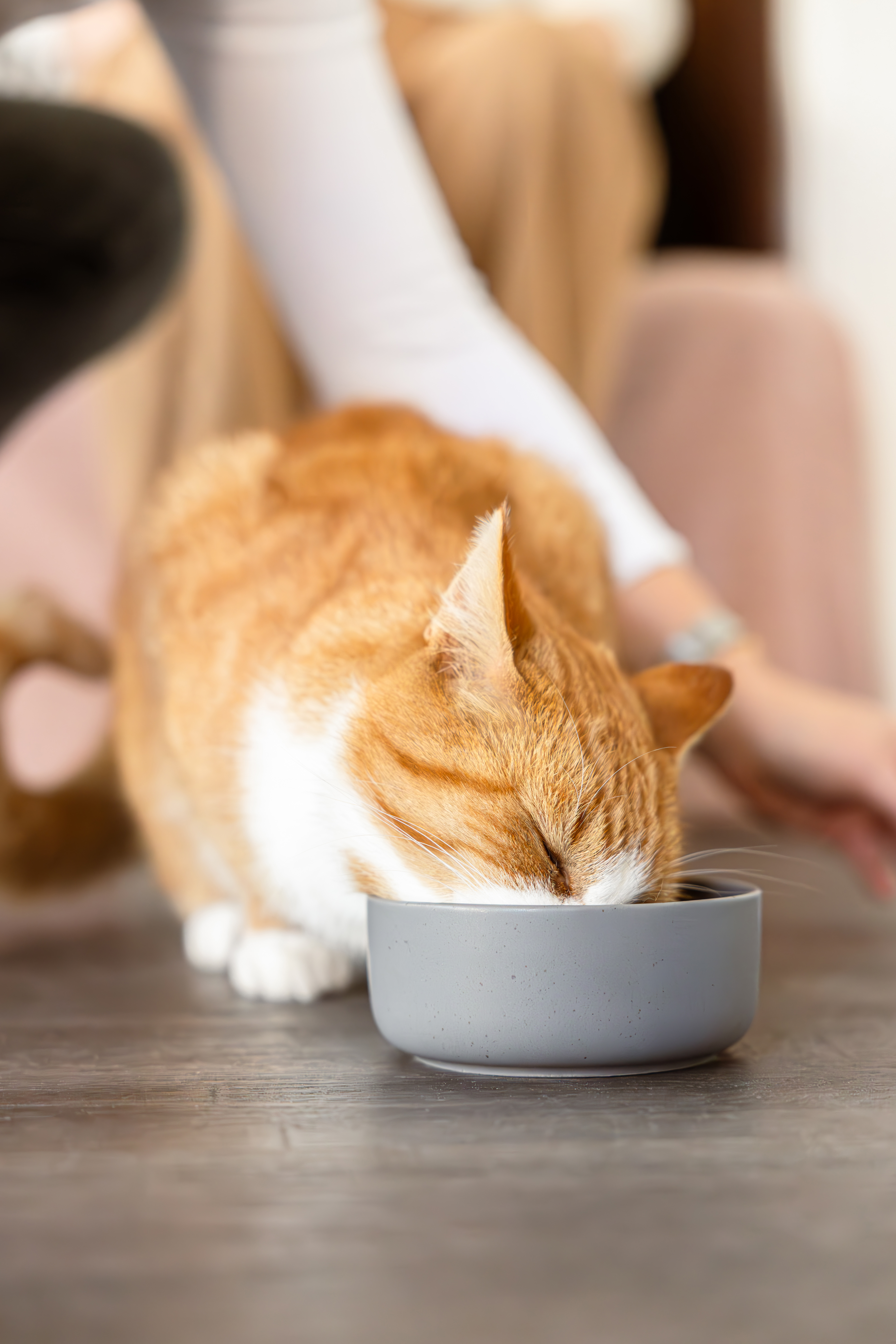 Vesediétás táp - lazacos