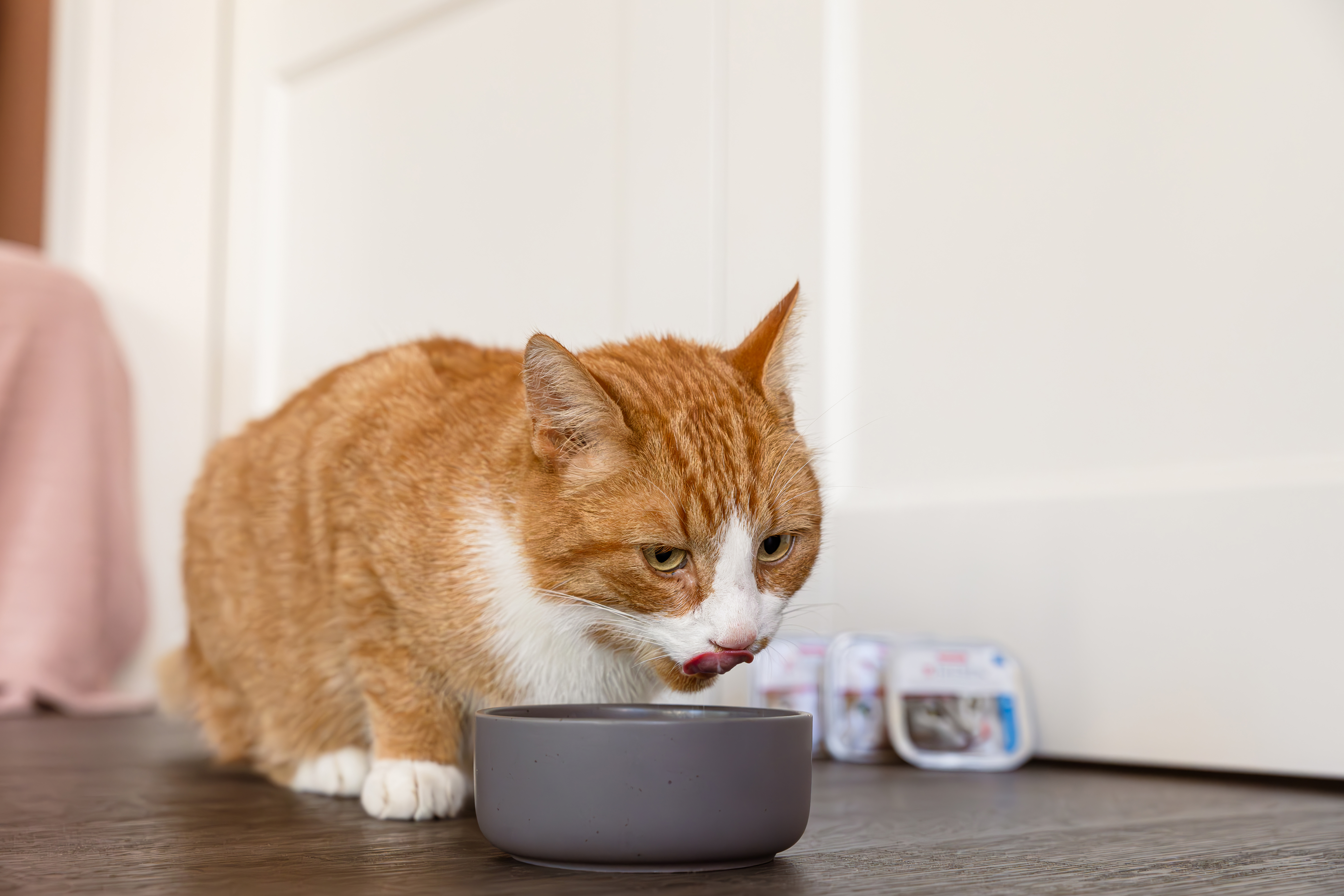 Vesediétás táp - lazacos