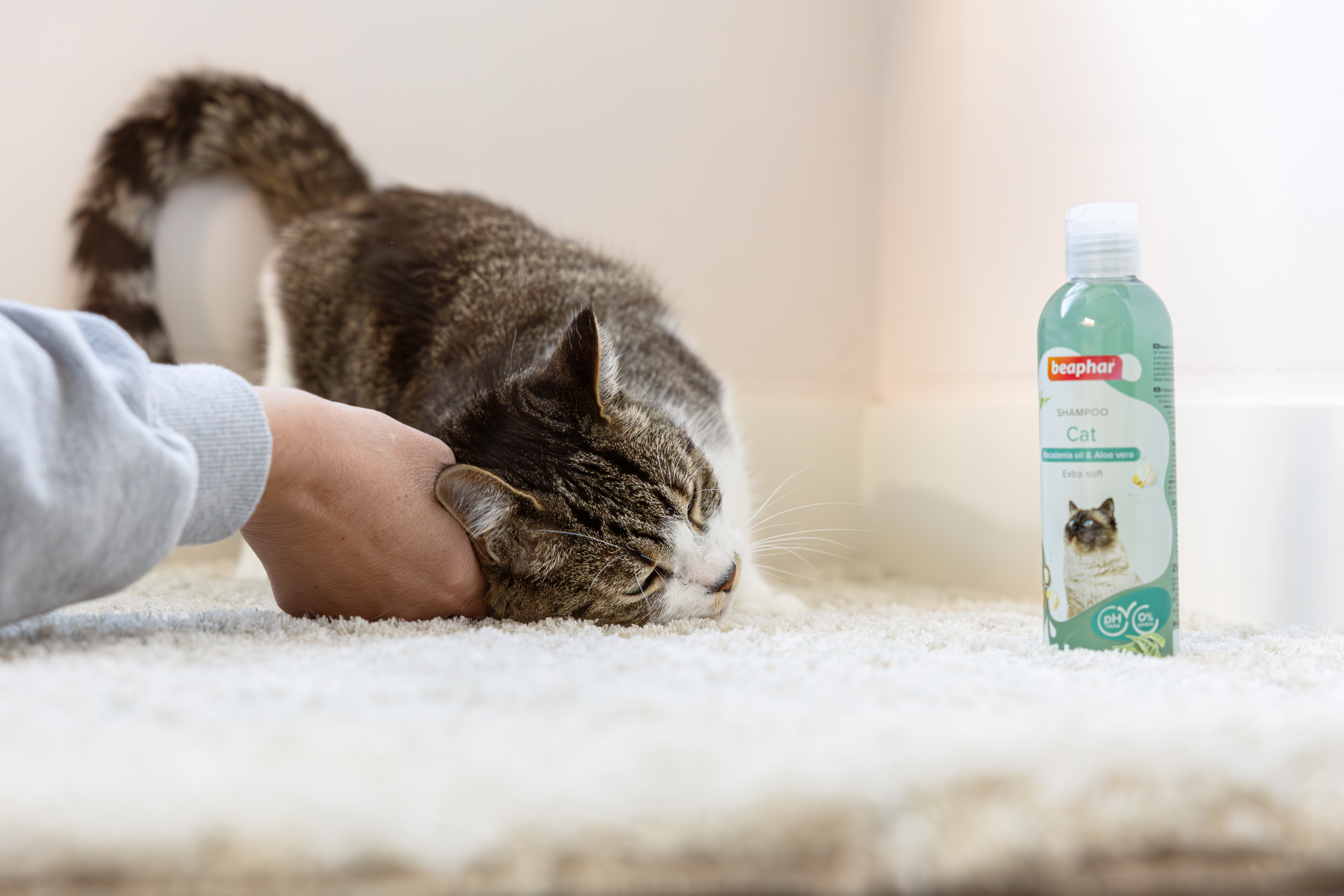 Sampon macskáknak, makadámia olajjal és aloe verával