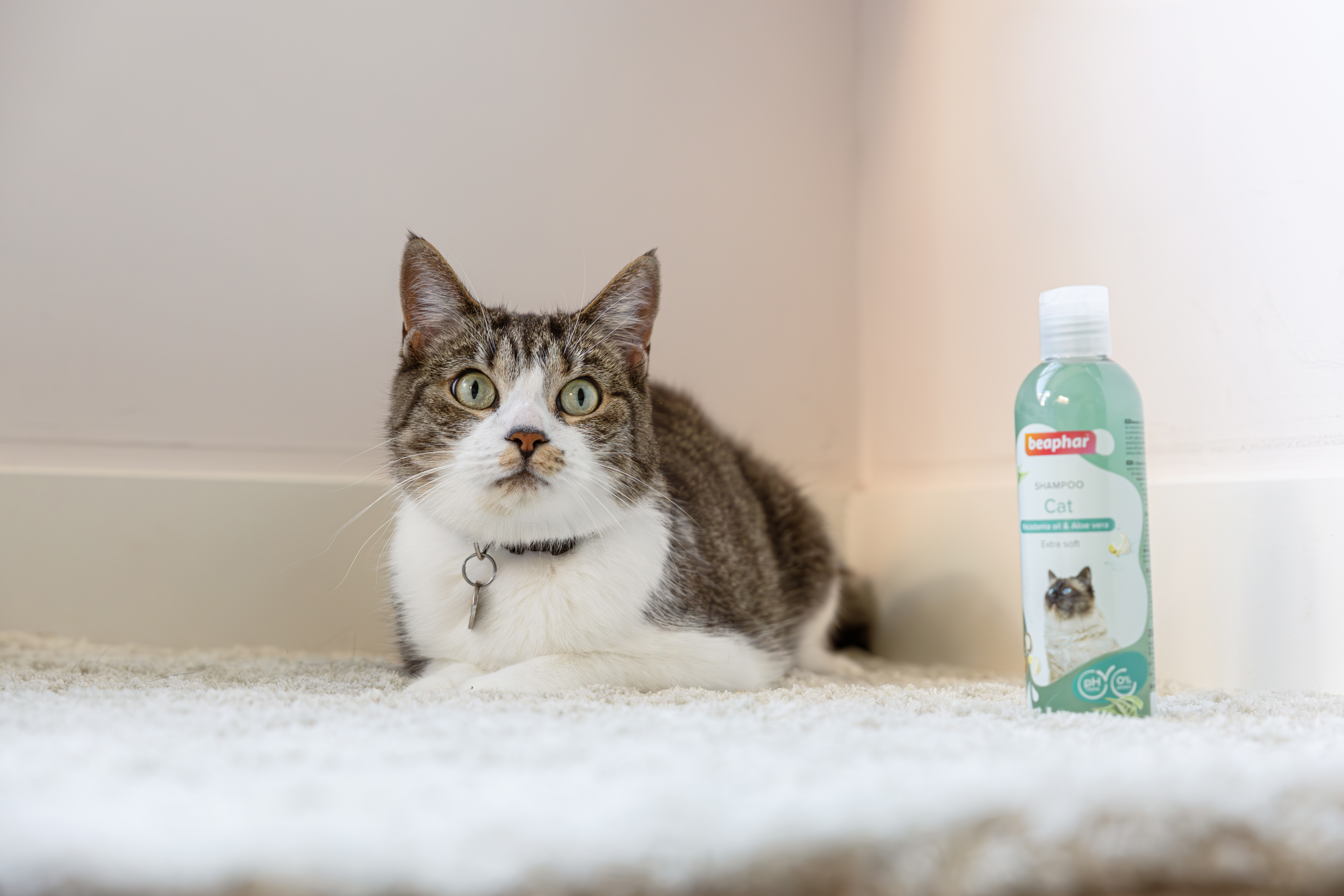 Sampon macskáknak, makadámia olajjal és aloe verával