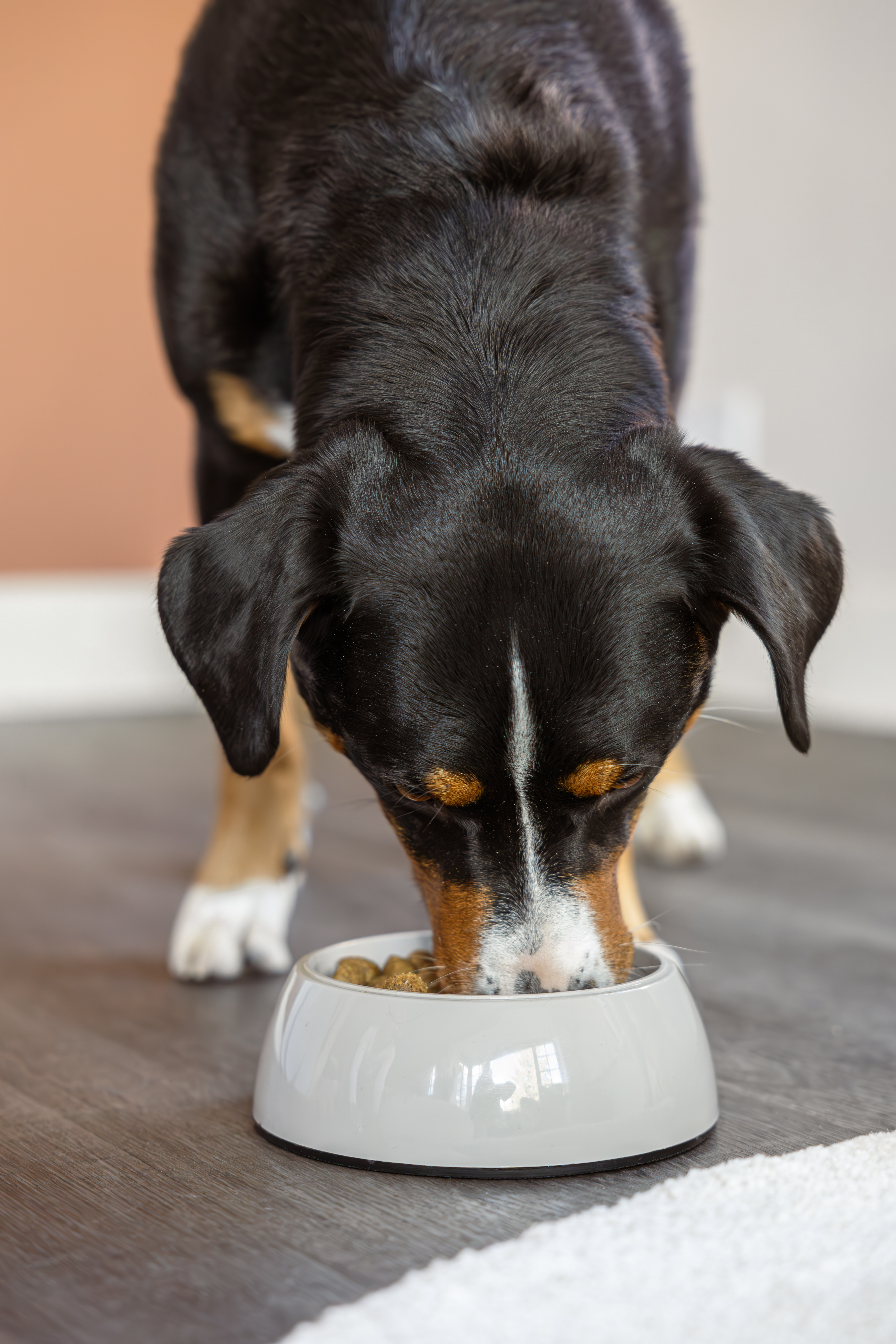 Flexifit® paszta kutyáknak és macskáknak