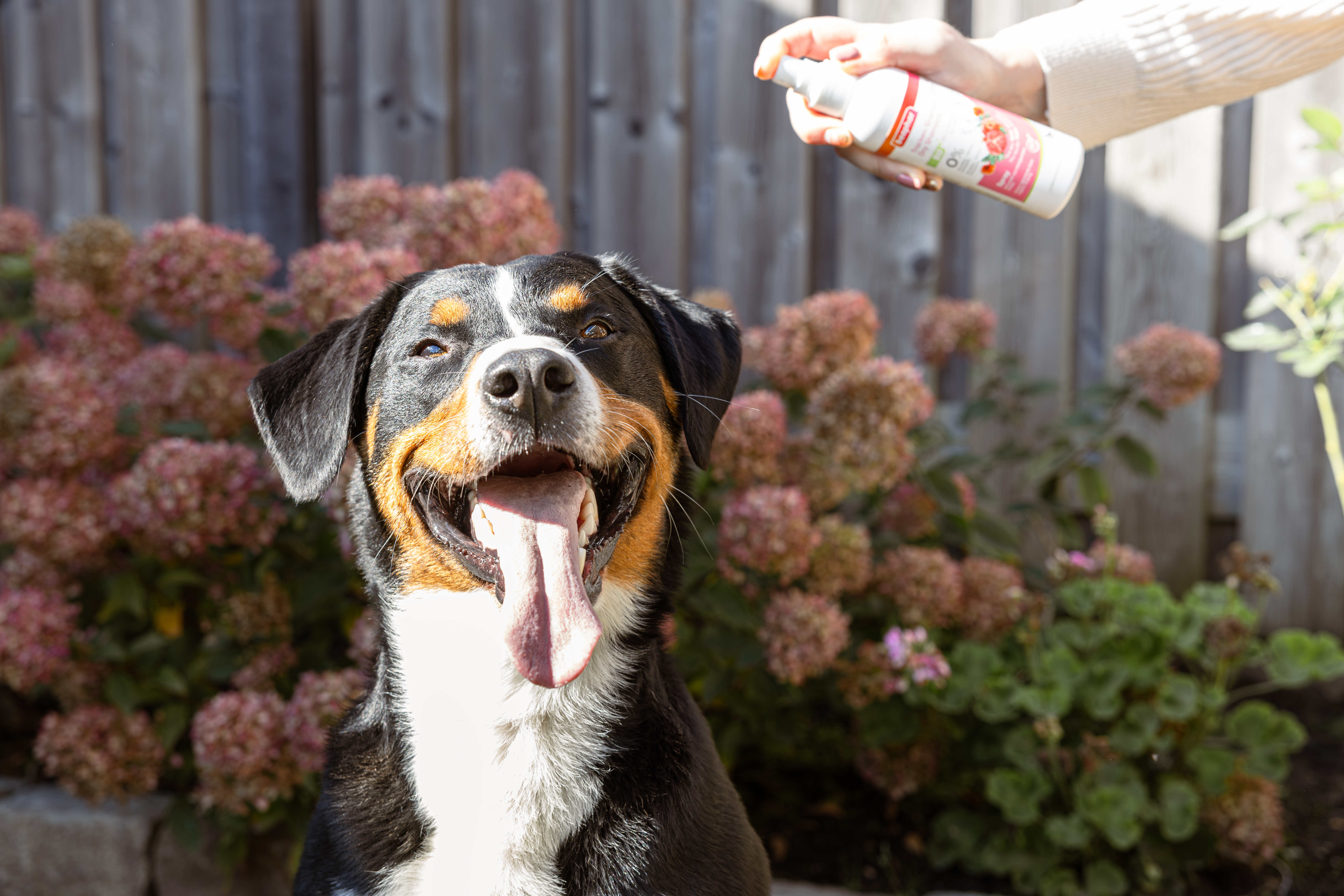 Bio organikus szárazsampon kutyáknak és macskáknak