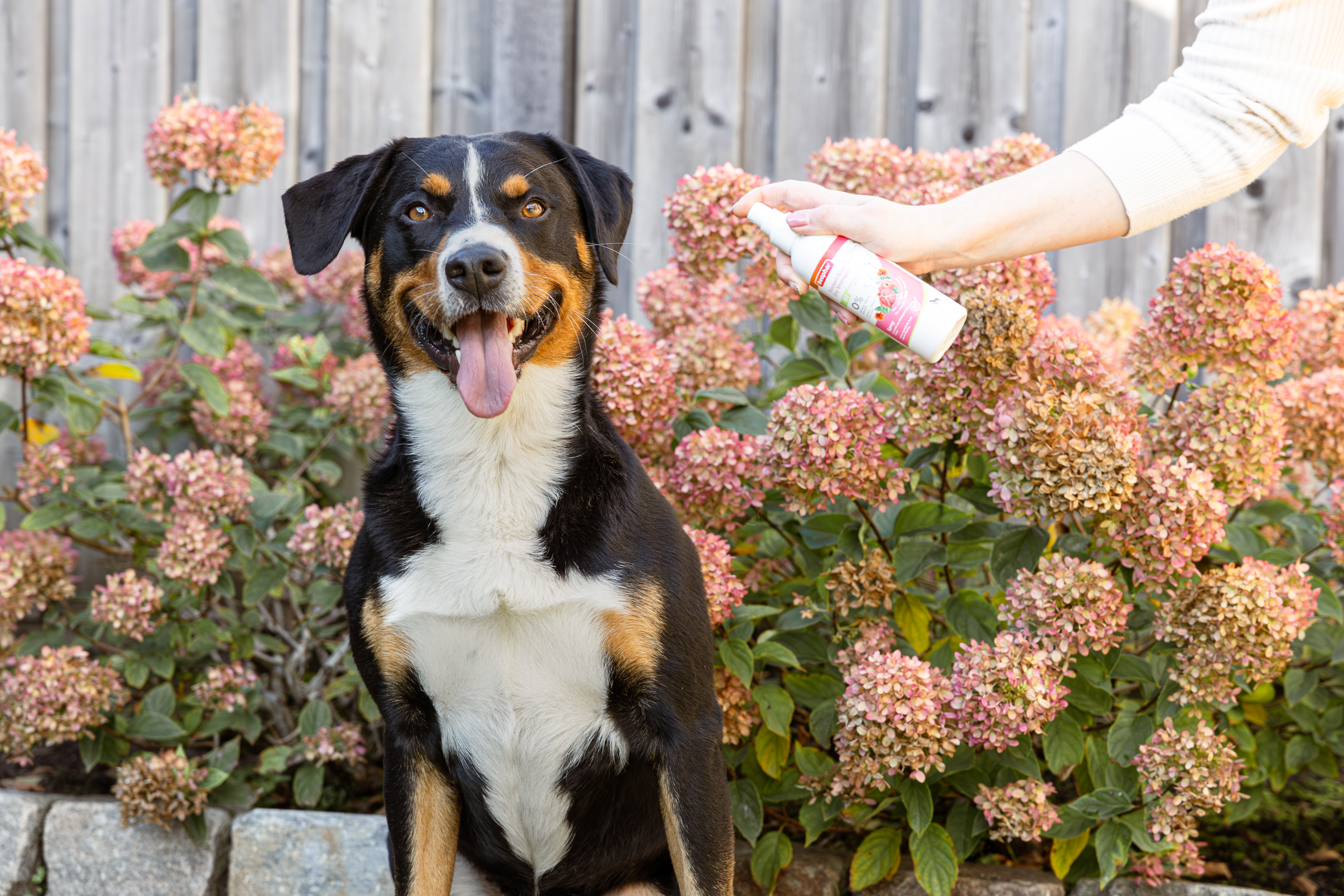 Bio organikus szárazsampon kutyáknak és macskáknak