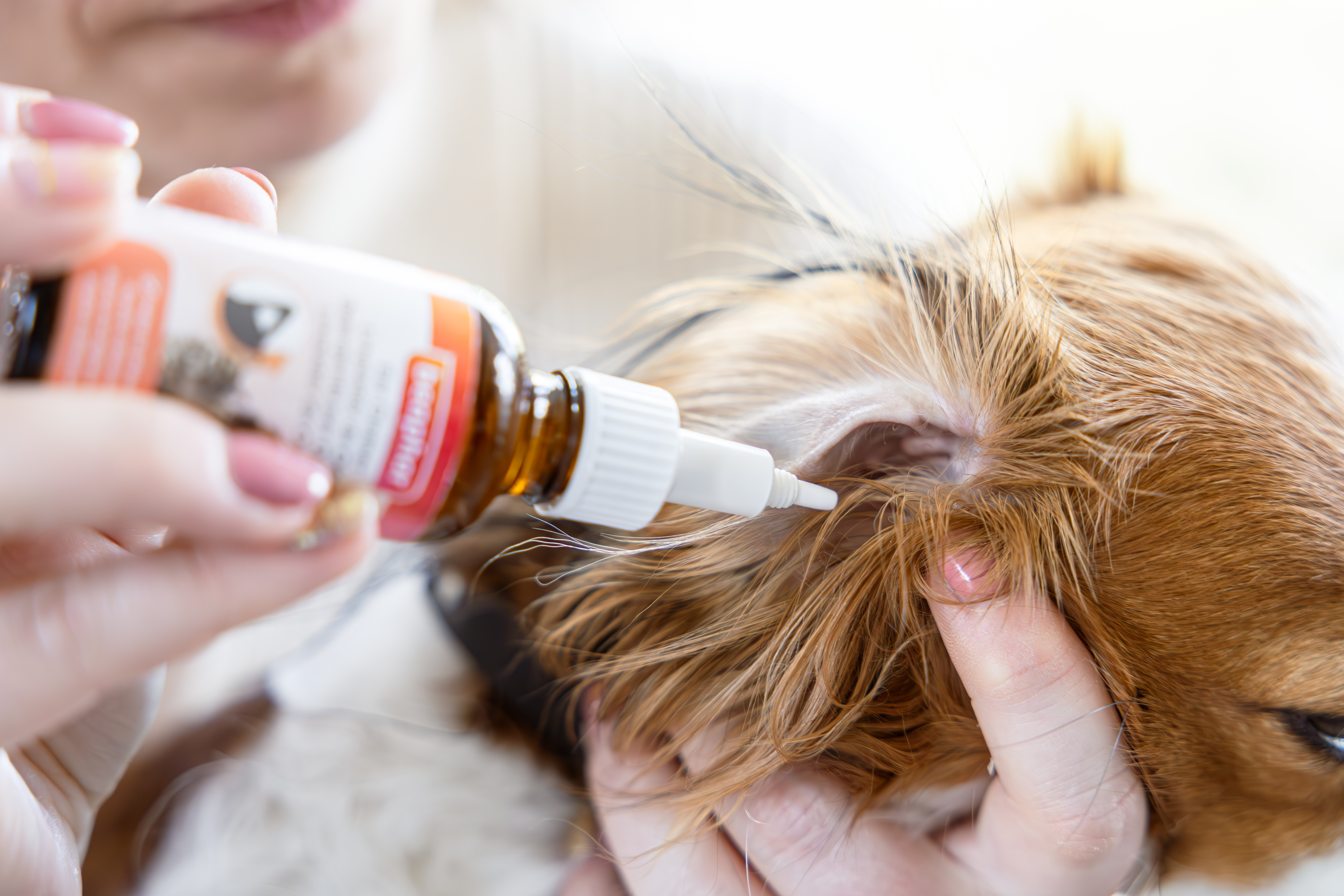 Fültisztító folyadék