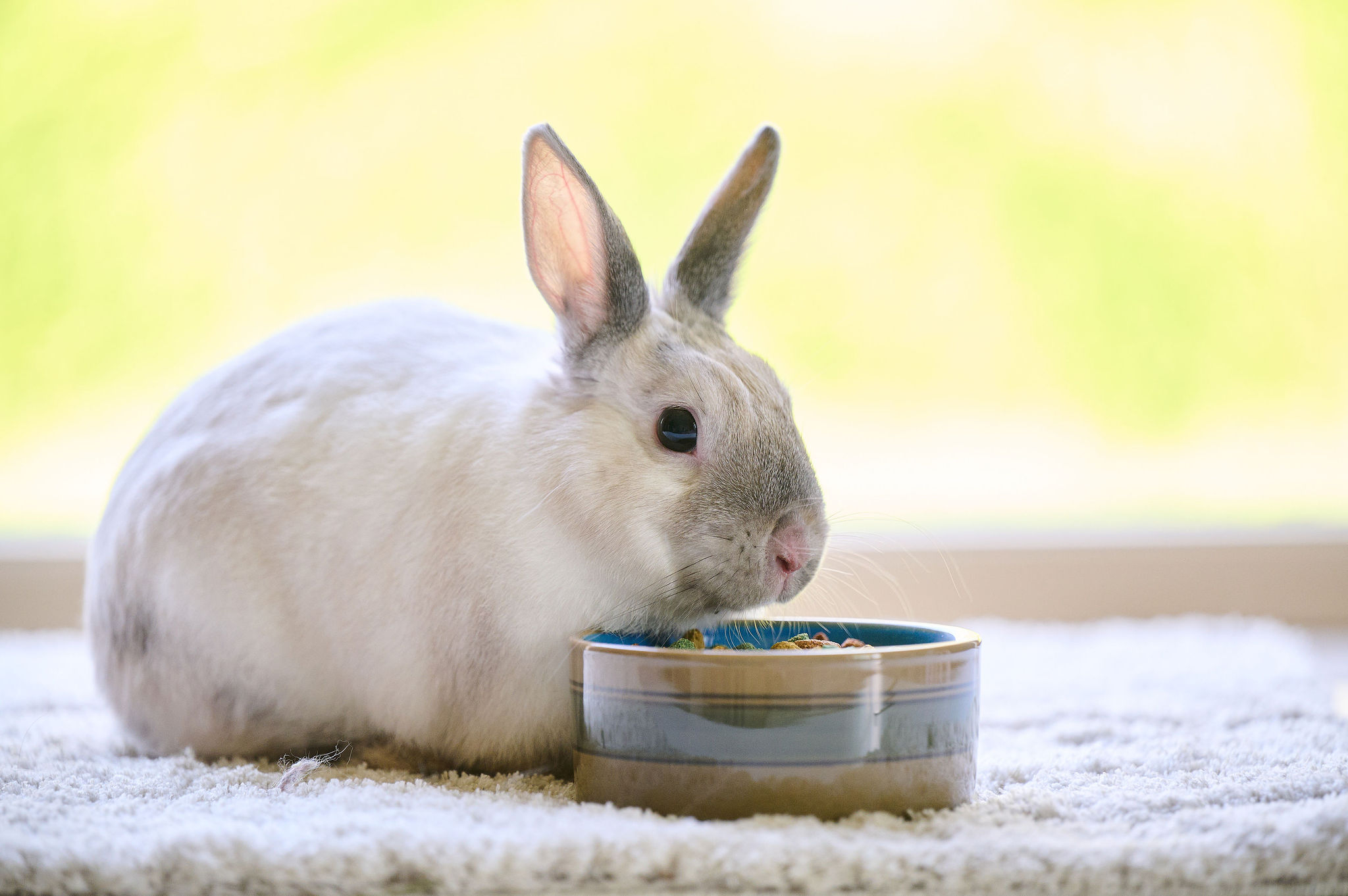 Care+® teljesértékű eledel felnőtt nyulaknak, 5kg