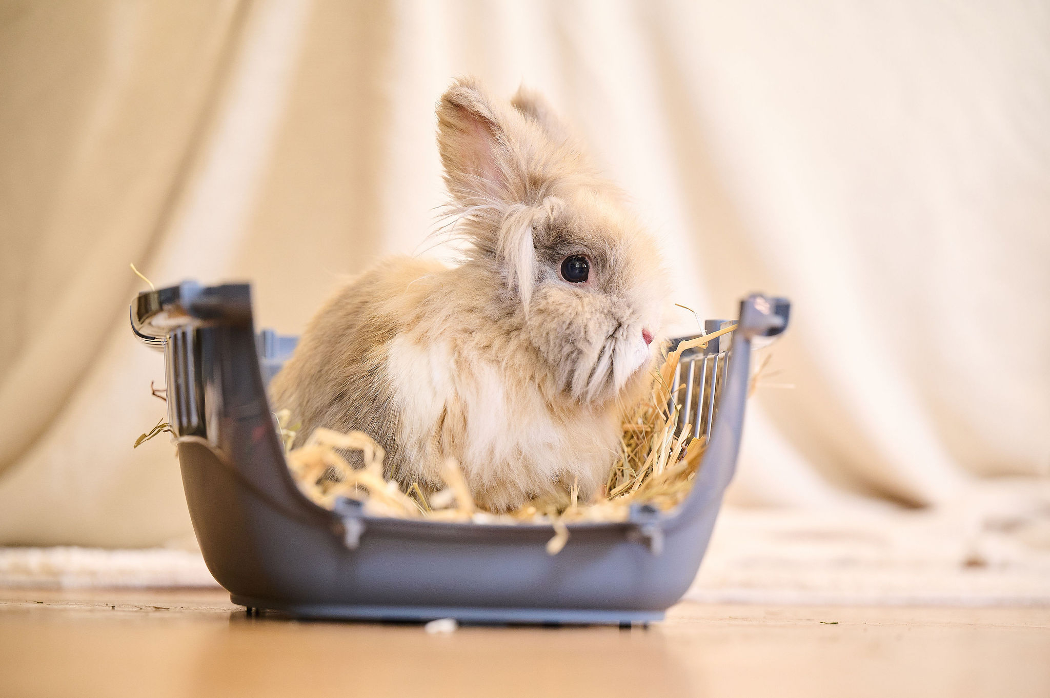 Care+® Széna nyulaknak és rágcsálóknak, 1kg