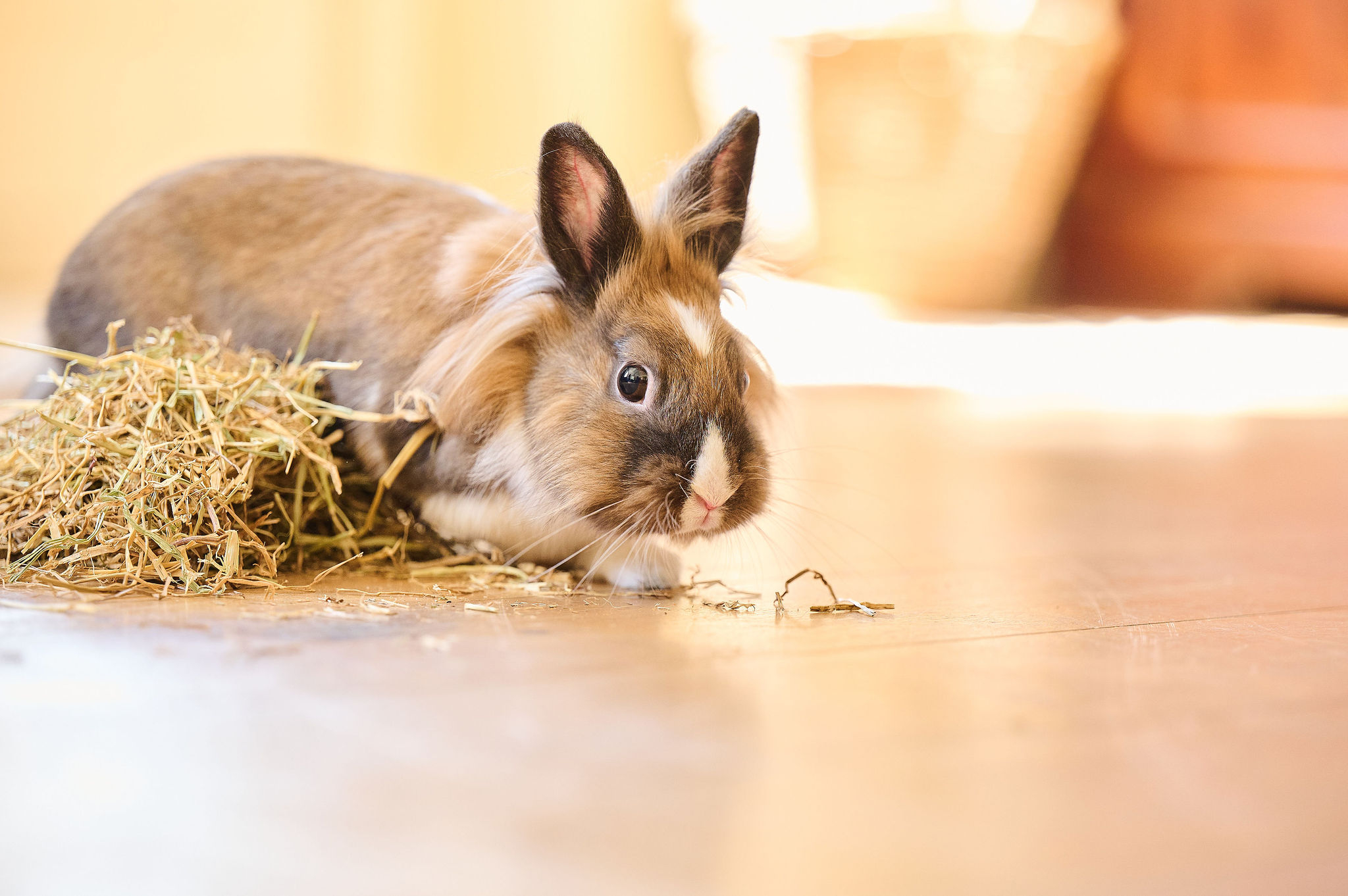 Care+® Széna nyulaknak és rágcsálóknak, 1kg