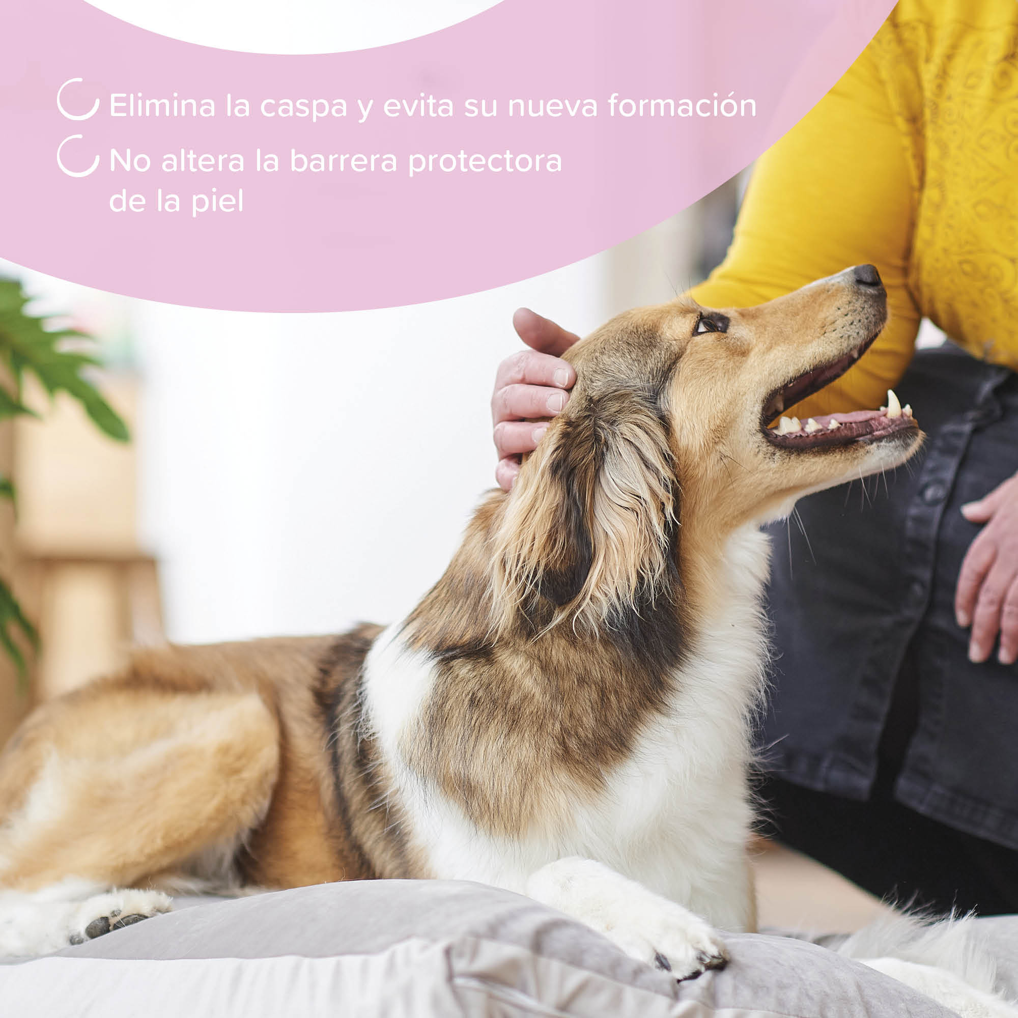 Beaphar Champú Anticaspa Perros y Gatos - 250ml