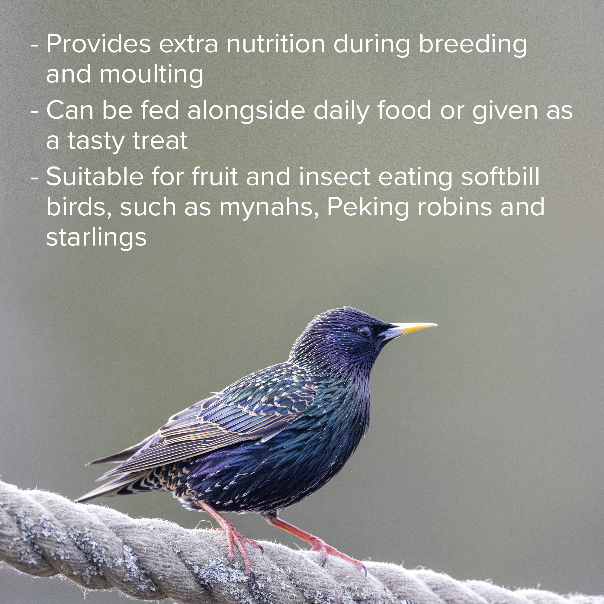 Beaphar Universal Food for Softbill Birds – 1kg