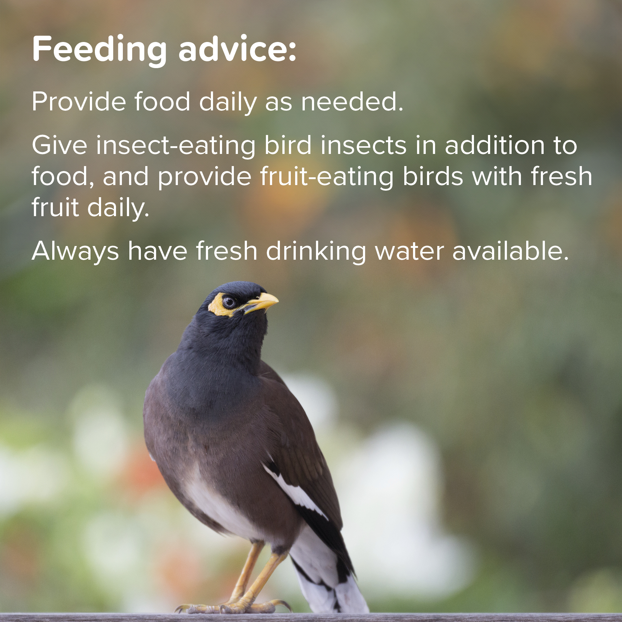 Beaphar Universal Food for Softbill Birds – 1kg
