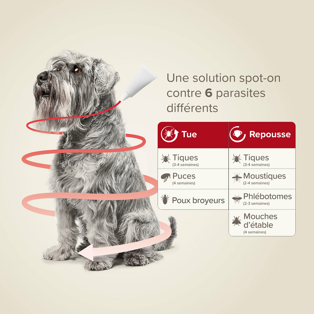 ProtecTix® 100 mg/500 mg solution pour spot-on pour chiens pesant entre 4 et 10 kg