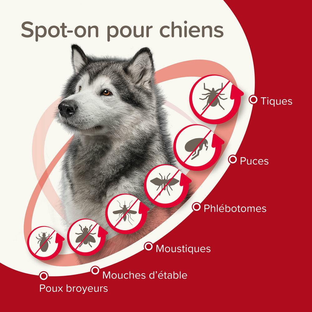 ProtecTix® 400 mg/2000 mg solution pour spot-on pour chiens pesant entre 25 et 40 kg