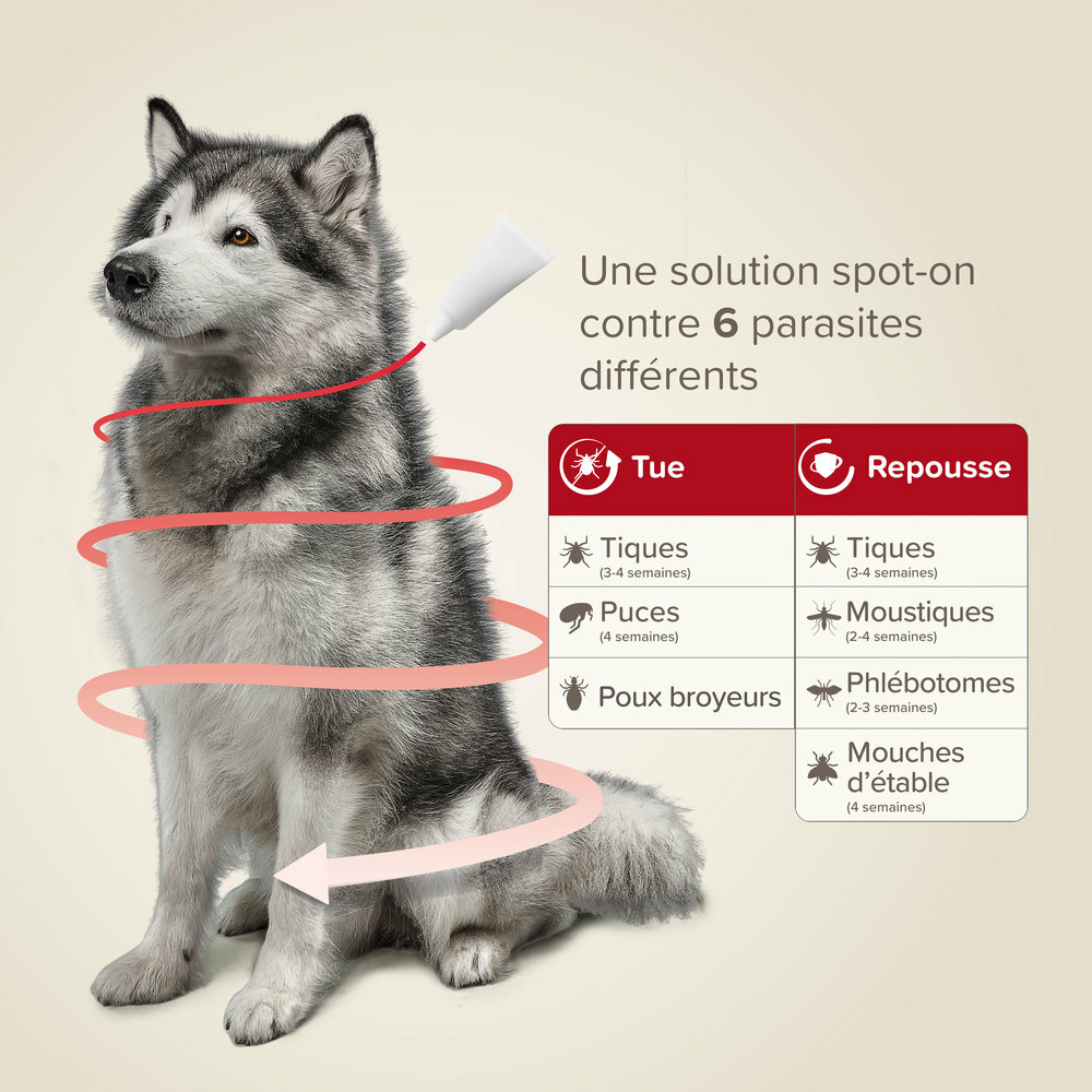ProtecTix® 400 mg/2000 mg solution pour spot-on pour chiens pesant entre 25 et 40 kg