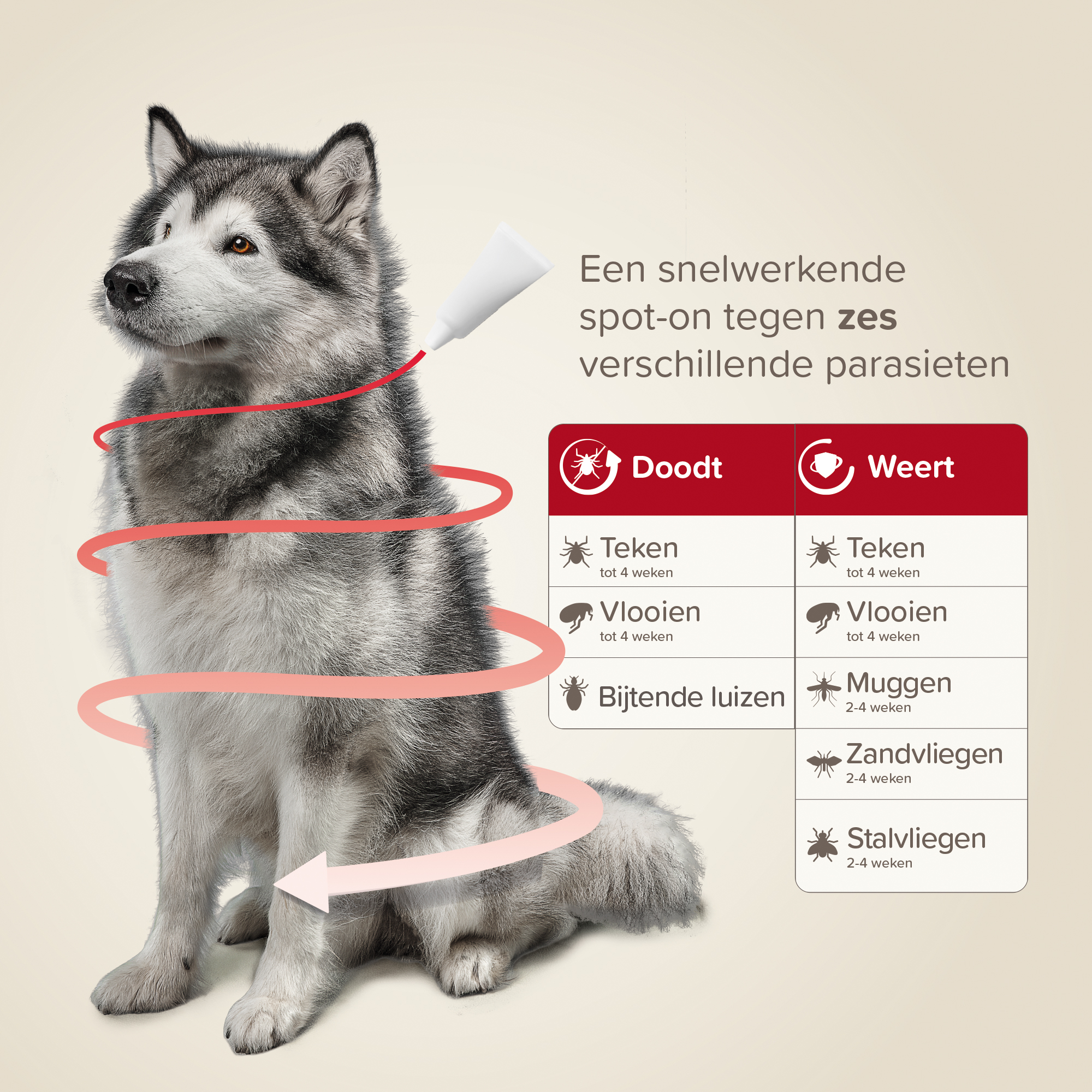 Beaphar ProtecTix® hond 25-40kg 4 pipetten