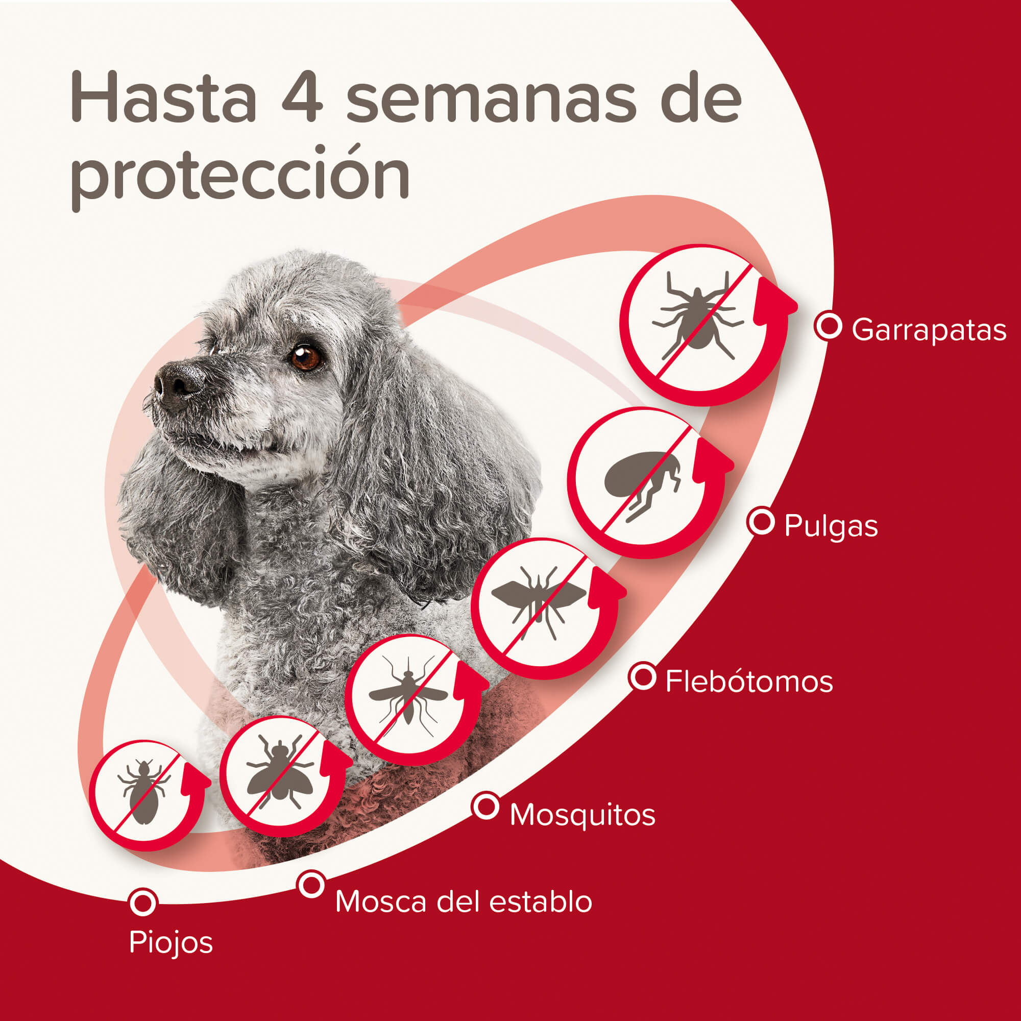 Beaphar ProtecTix® Pipetas Perros XS  (1,5-4KG)