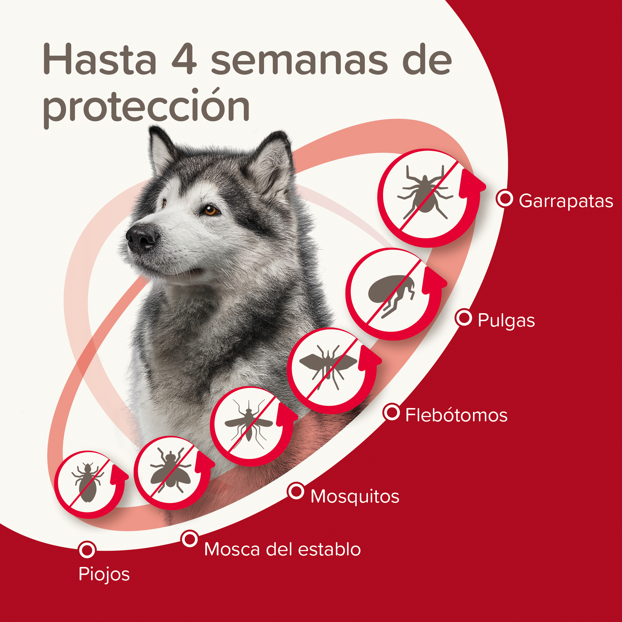 PROTECTIX PIPETAS PERROS L (25-40KG)