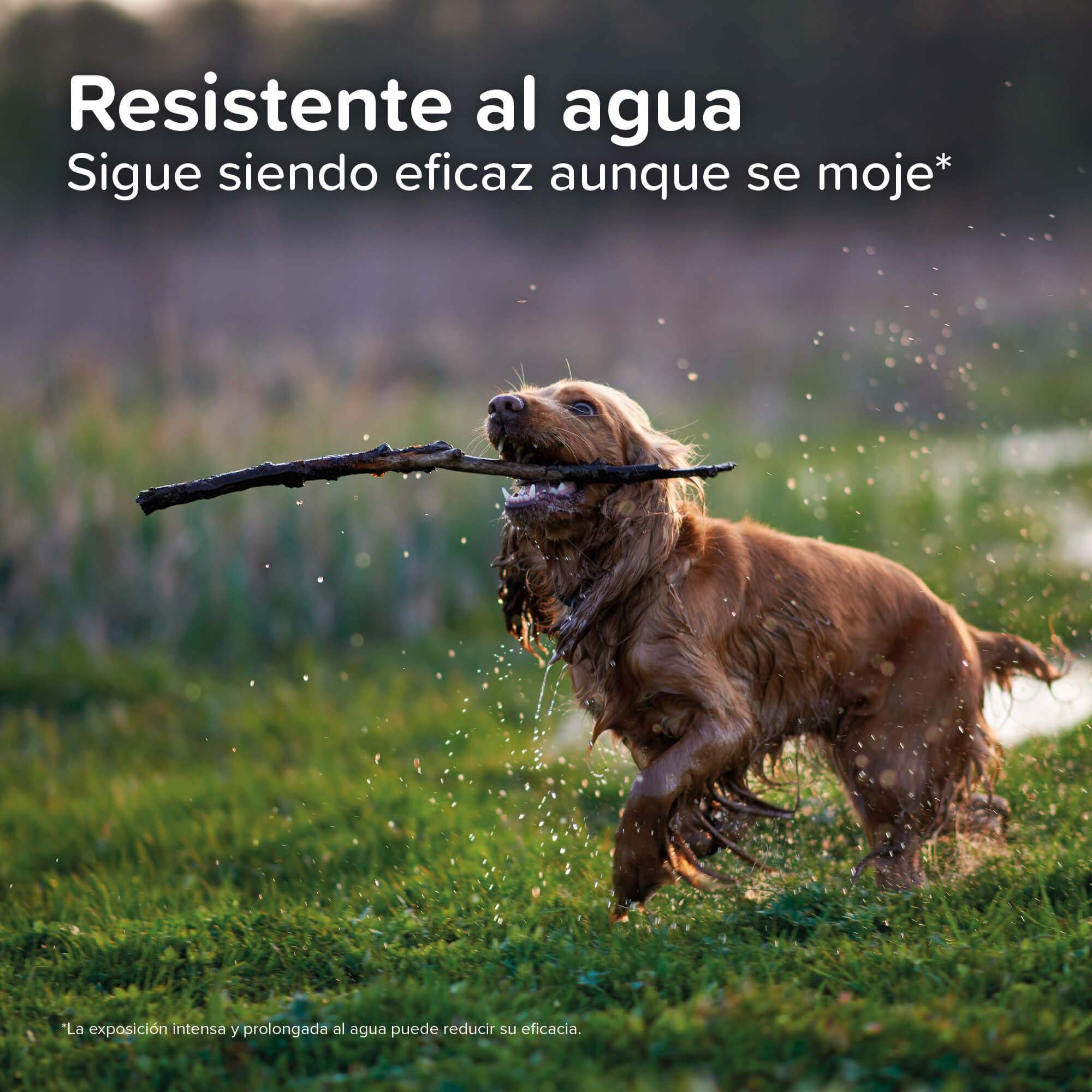PROTECTIX PIPETAS PERROS L (25-40KG)