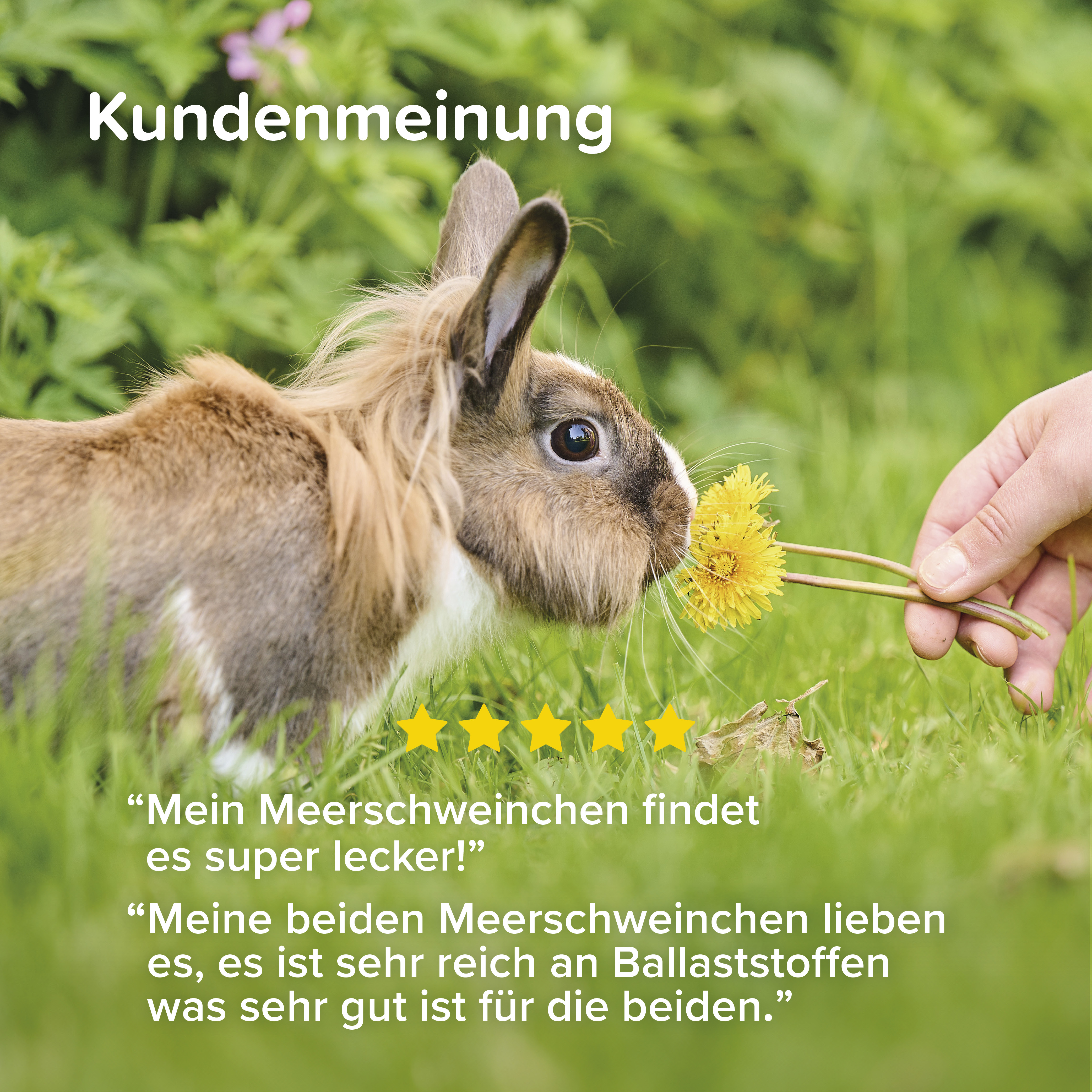 Care+ Nature Meerschweinchen, 1,5kg
