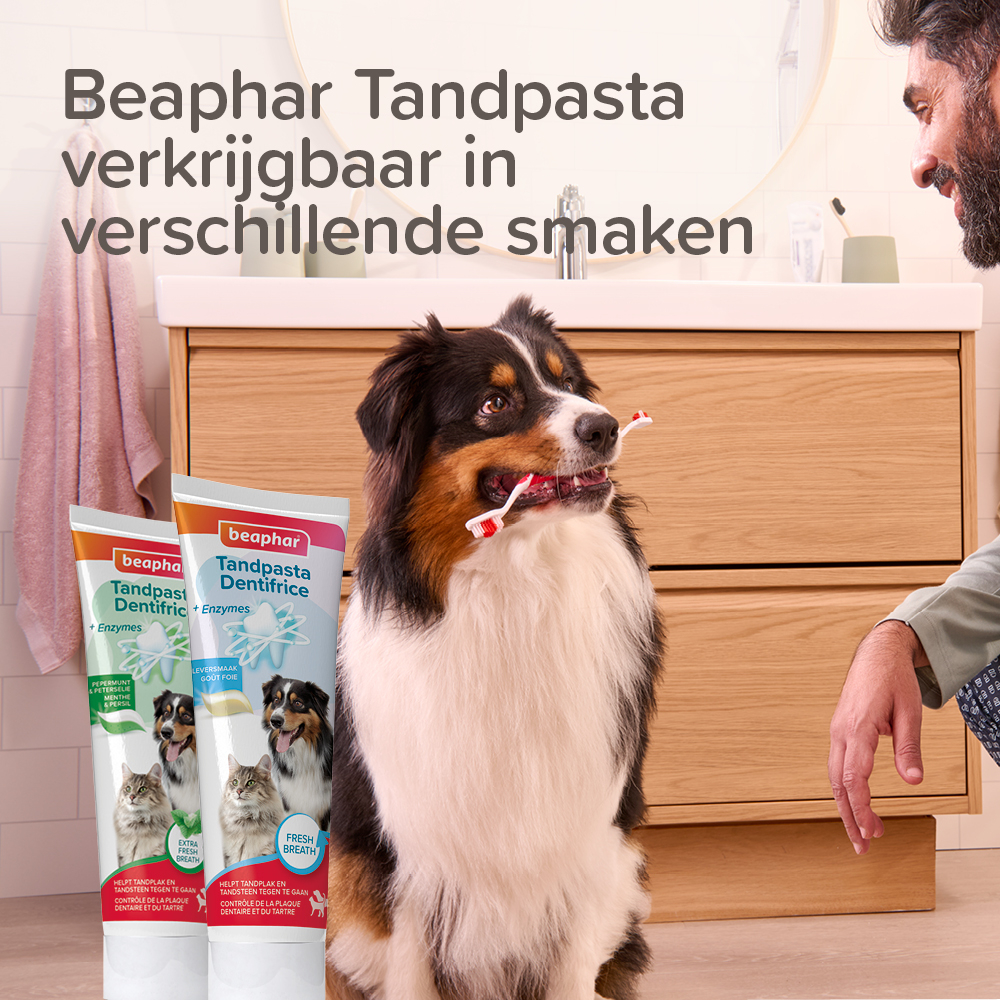 Tandenborstel