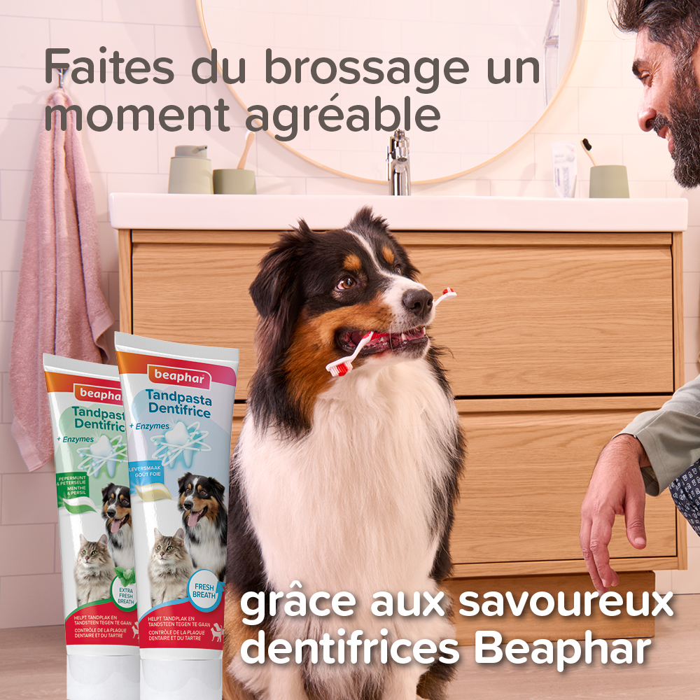 Brosse à dents