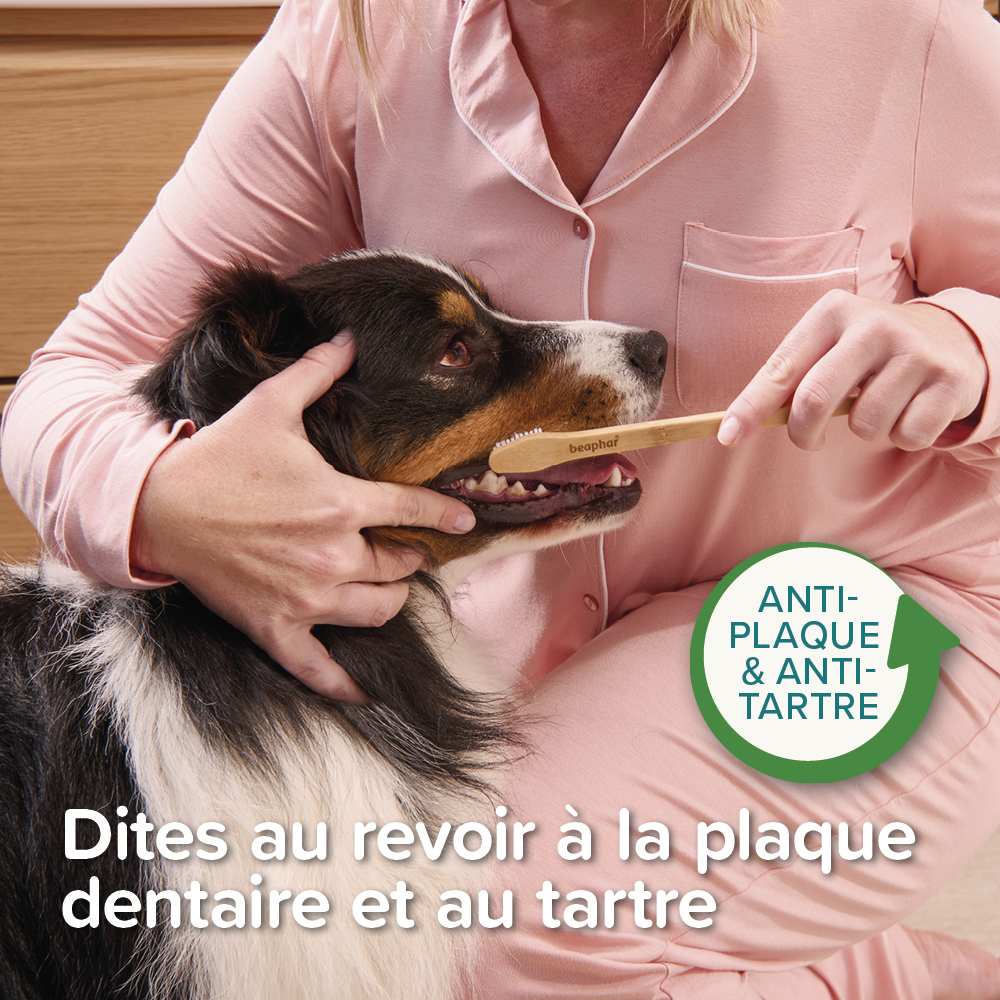 Brosse à dents en bambou
