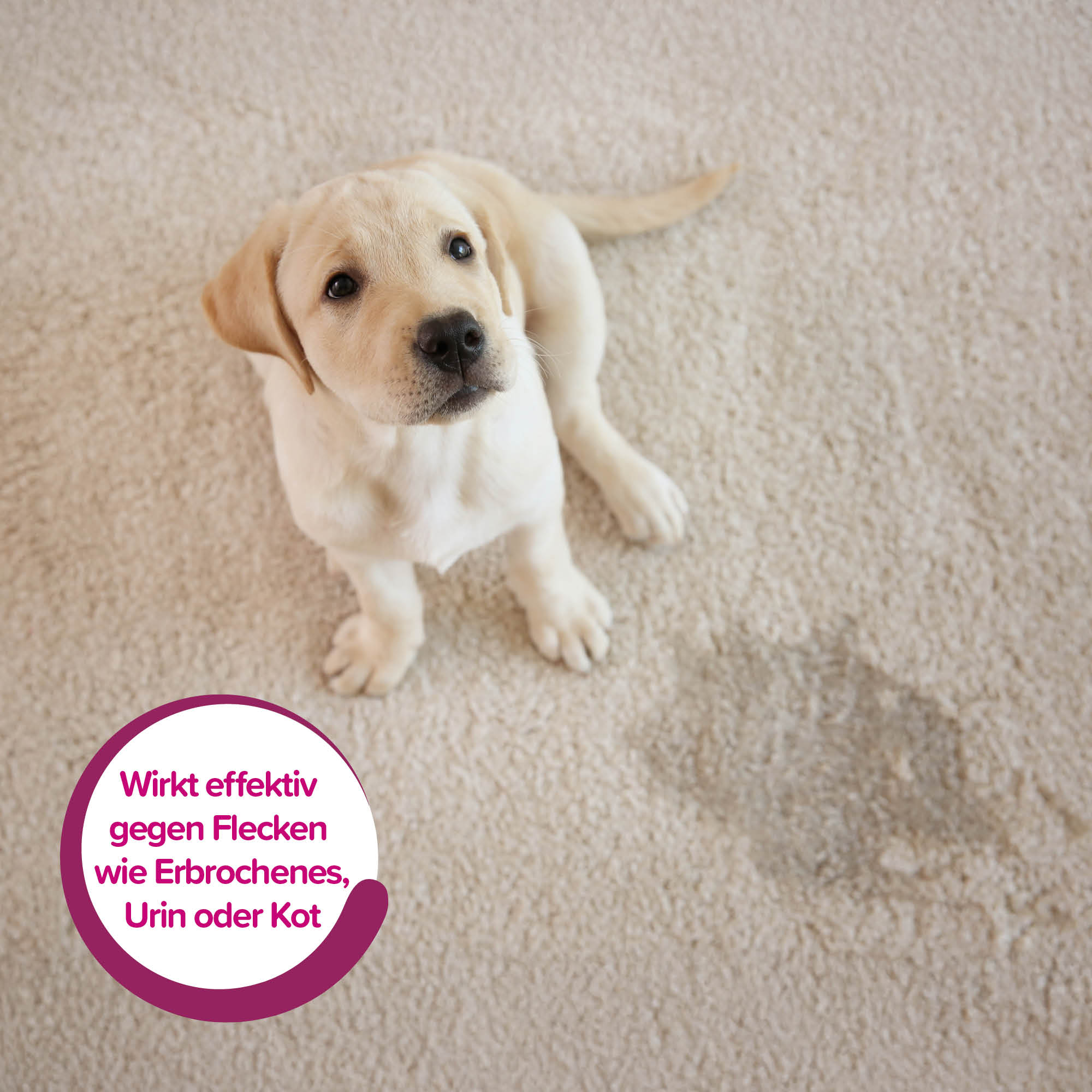 Beaphar Geruchs- und Flecken-Entferner, 750ml