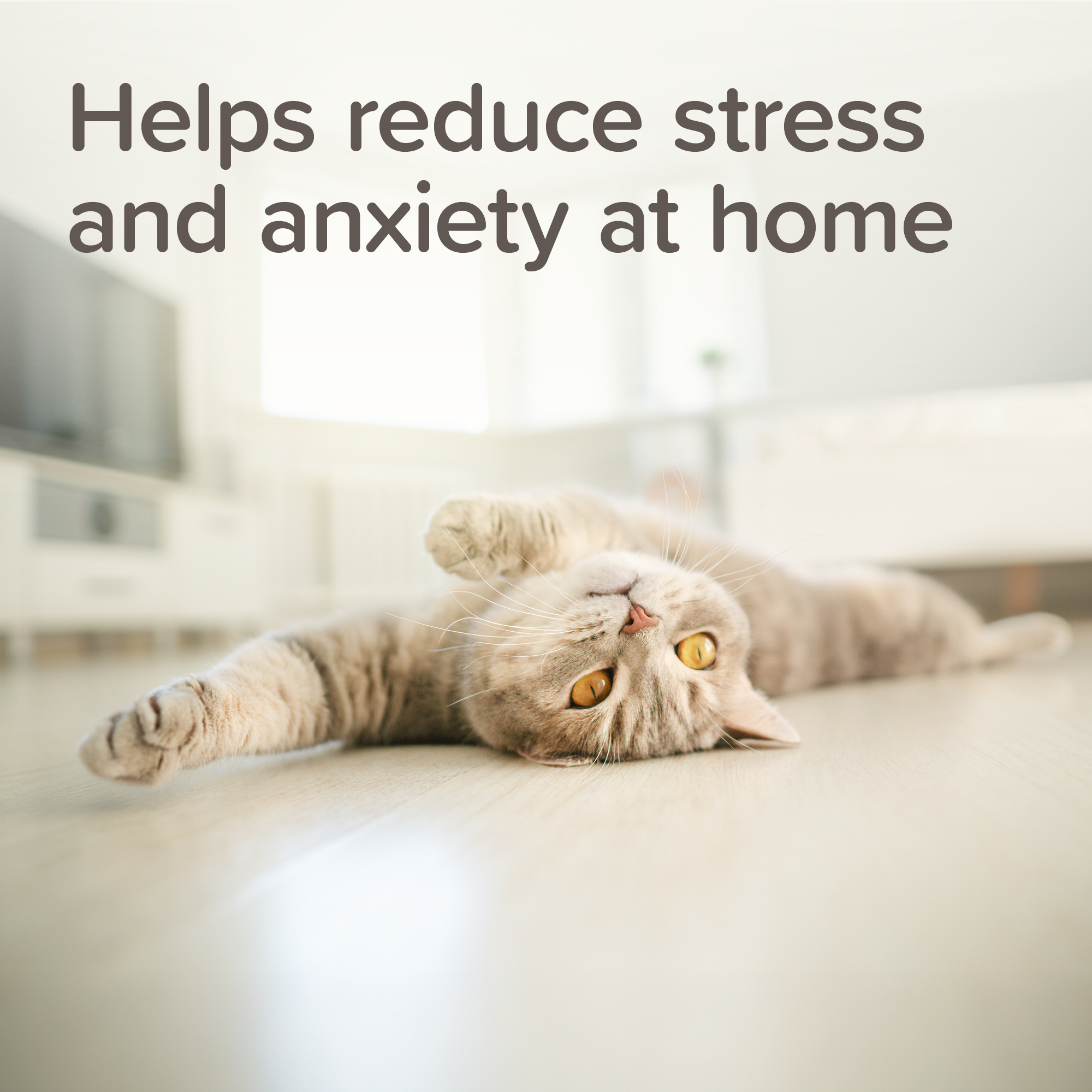 Beaphar StressLess Herbal Calming Diffuser For Cats & Dogs, starter kit with 1 x plug-in and 1 x 30ml refill