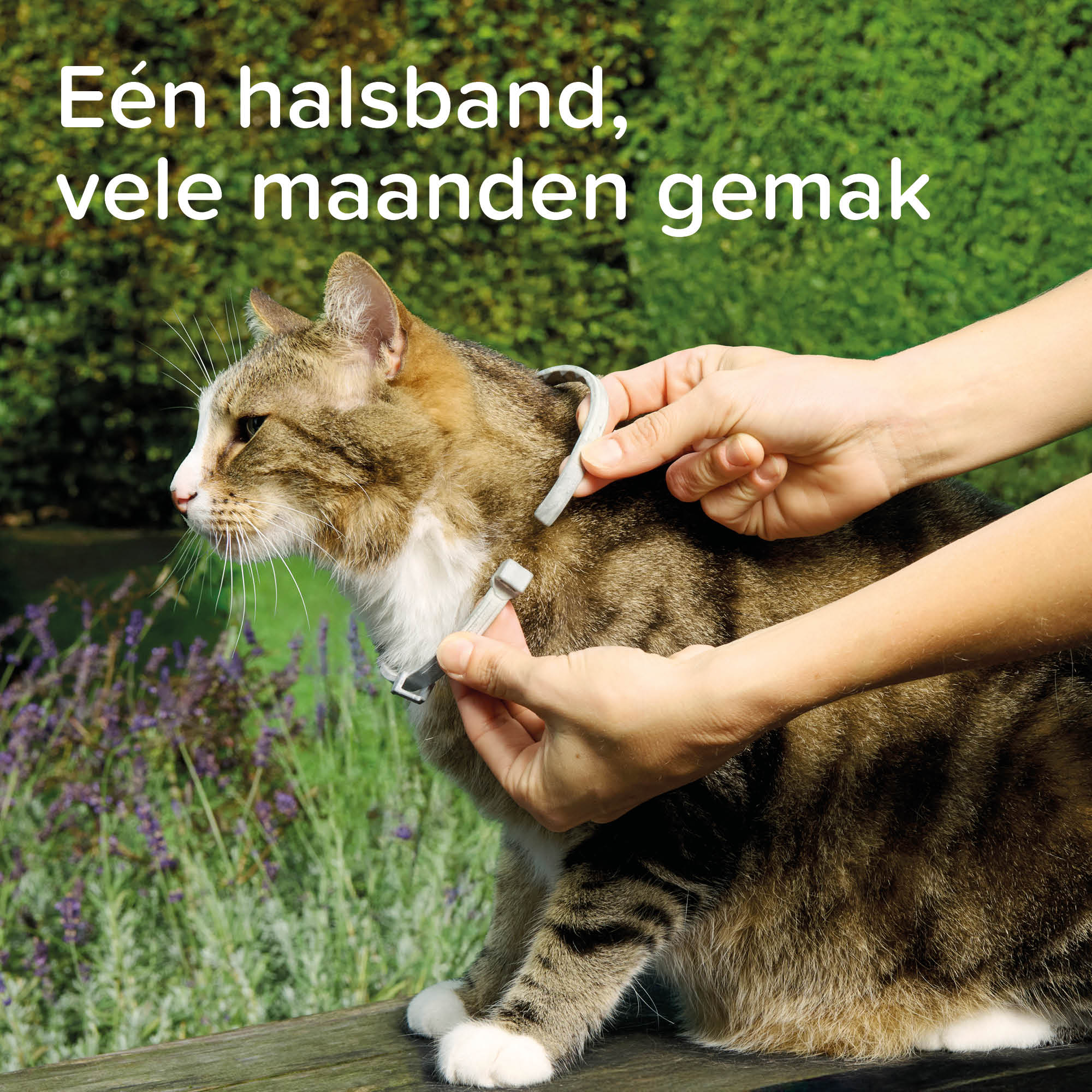 Beaphar Medicinale halsband kat 1st