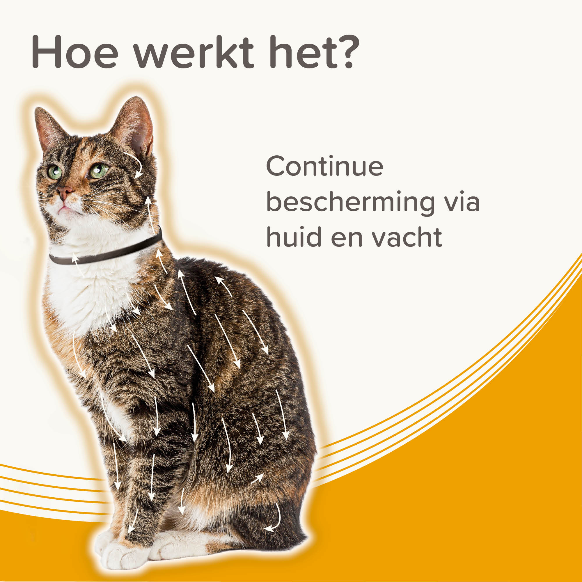 Beaphar Medicinale halsband kat 1st