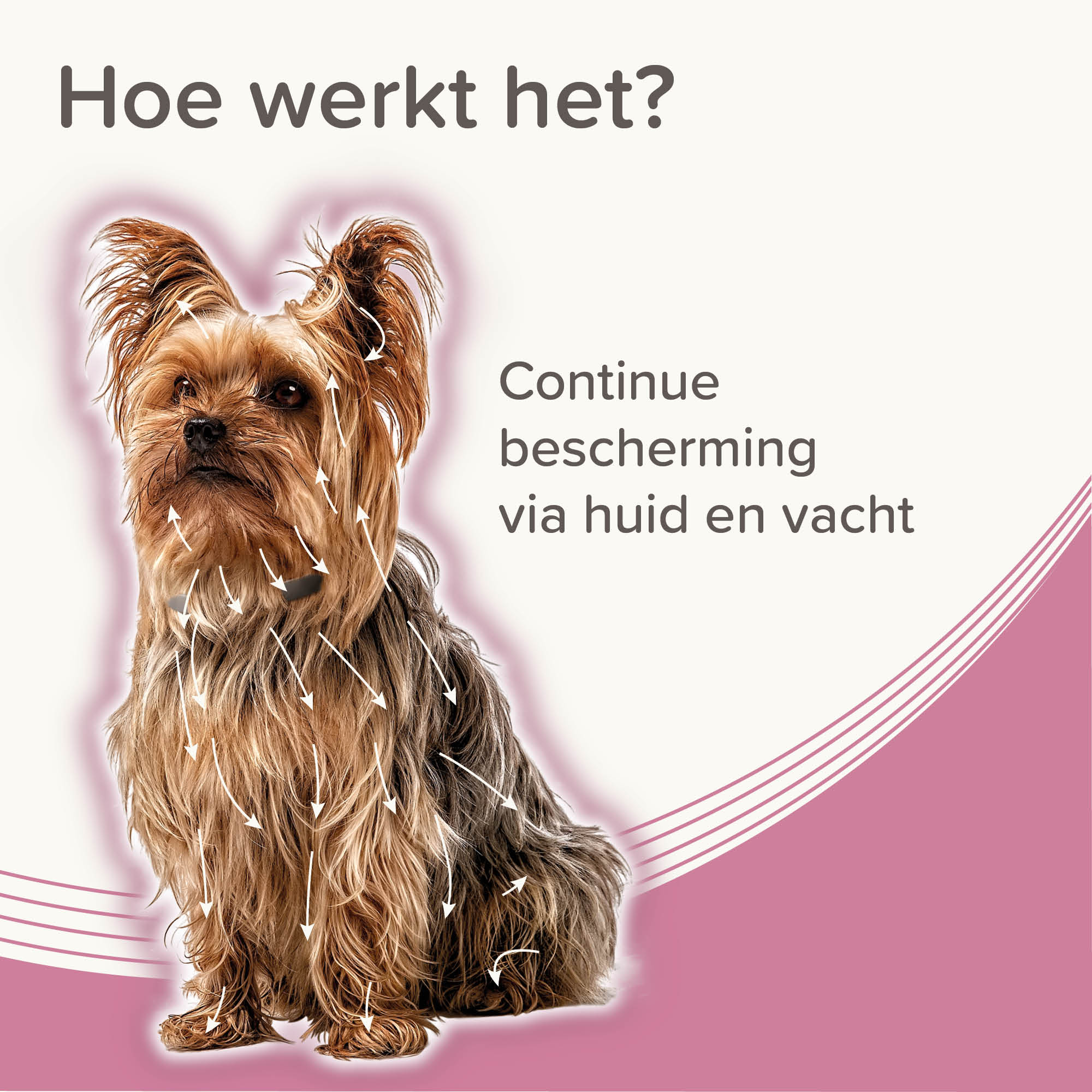Beaphar Medicinale halsband hond tot 8kg 1st