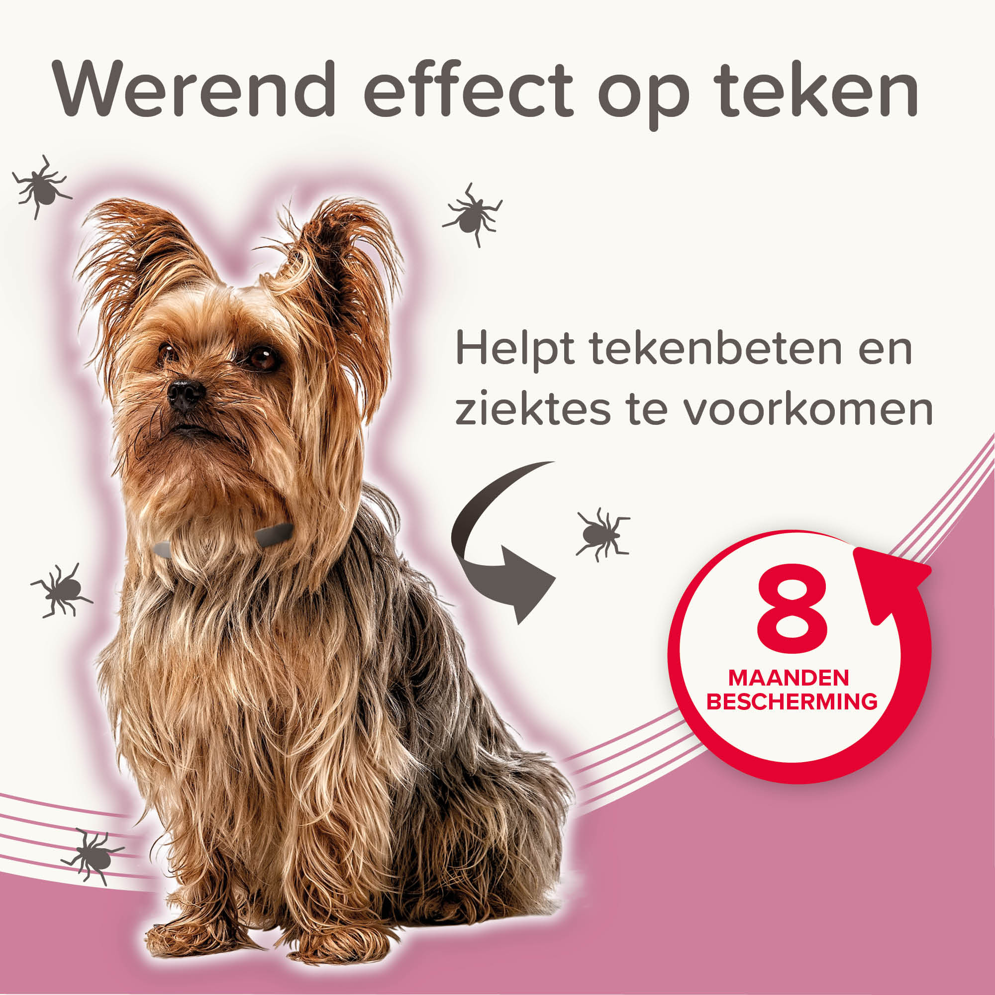 Beaphar Medicinale halsband hond tot 8kg 1st
