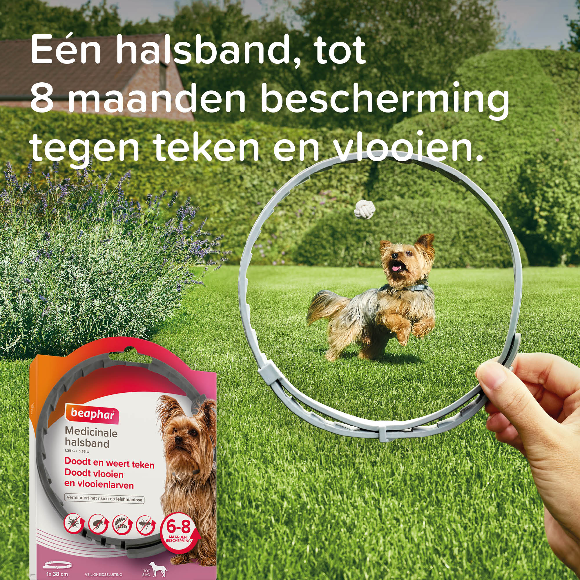 Beaphar Medicinale halsband hond tot 8kg 1st