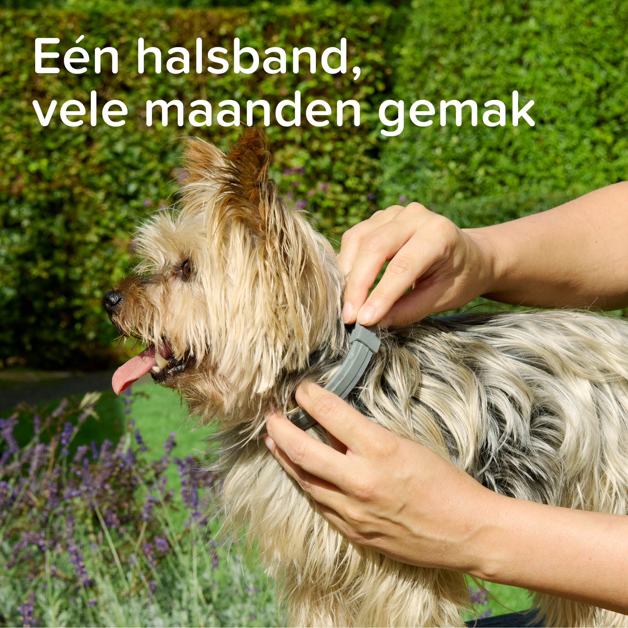 Beaphar Medicinale halsband hond vanaf 8kg 1st