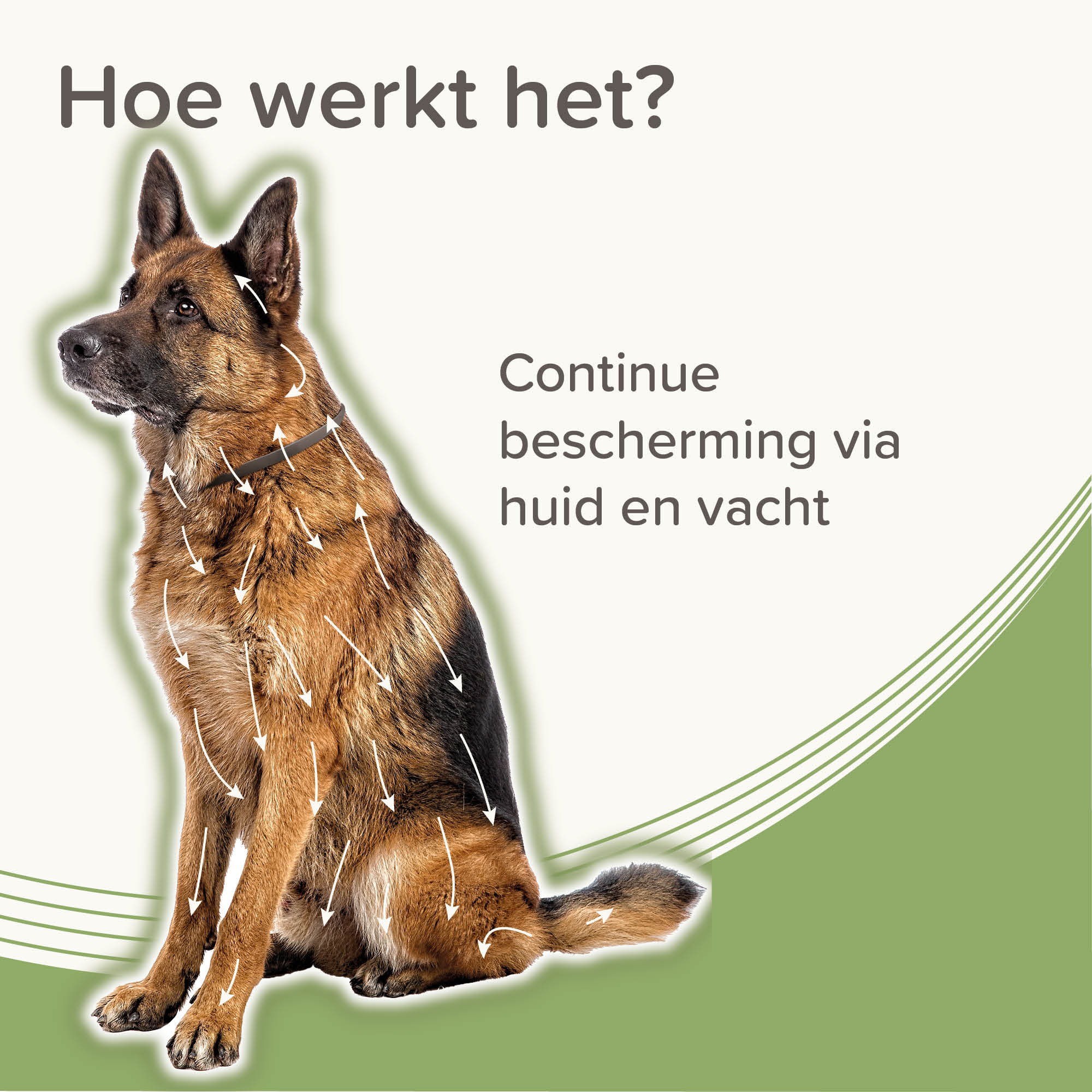 Beaphar Medicinale halsband hond vanaf 8kg 1st
