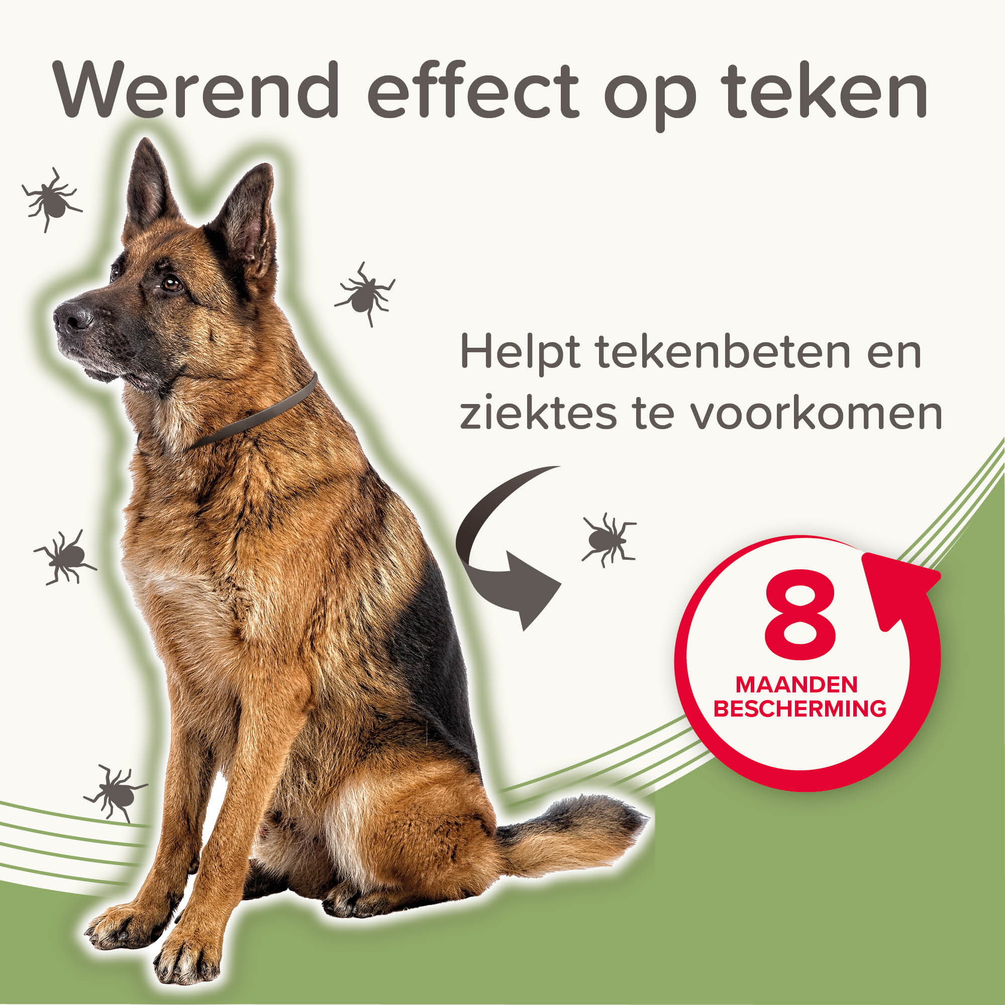 Beaphar Medicinale halsband hond vanaf 8kg 1st