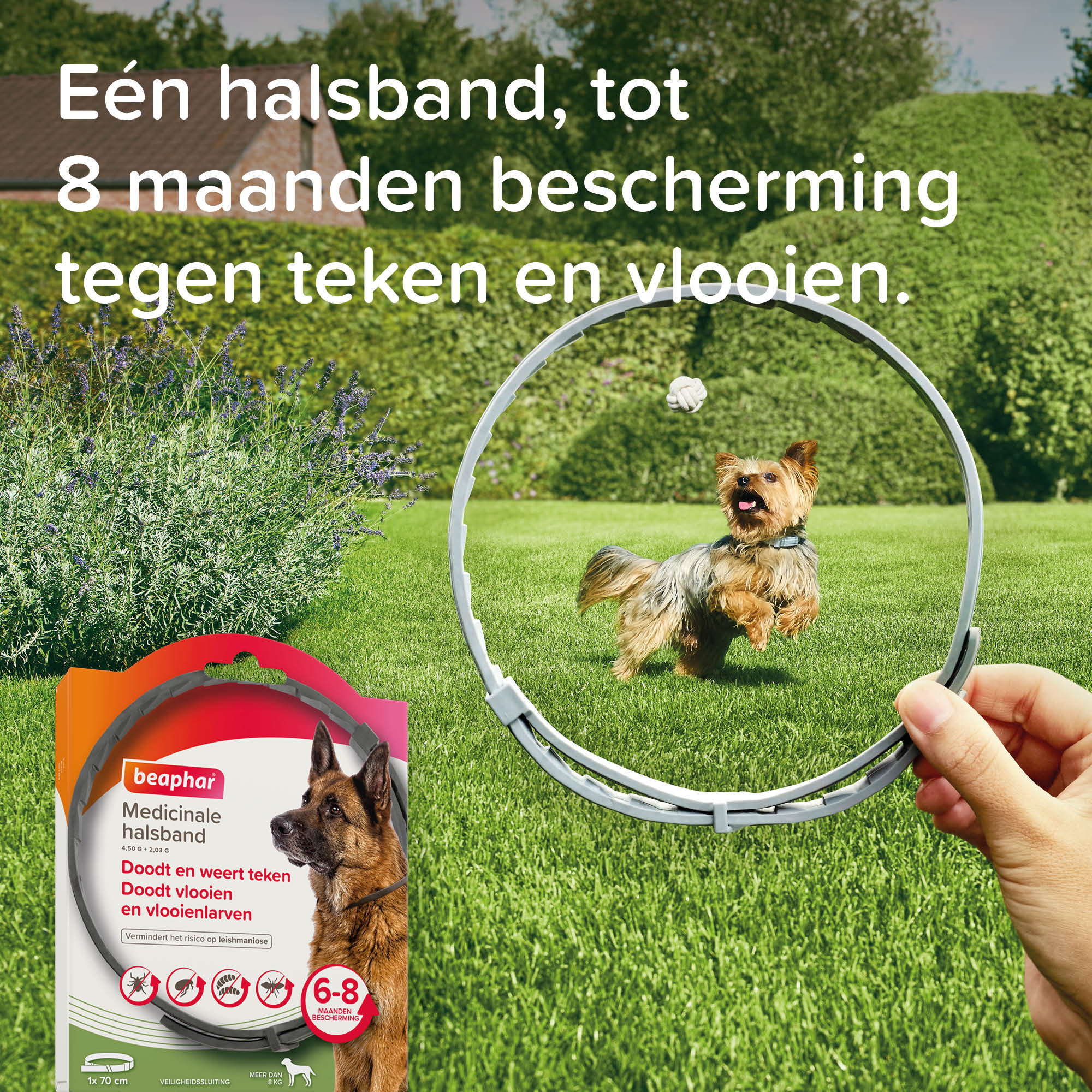Beaphar Medicinale halsband hond vanaf 8kg 1st