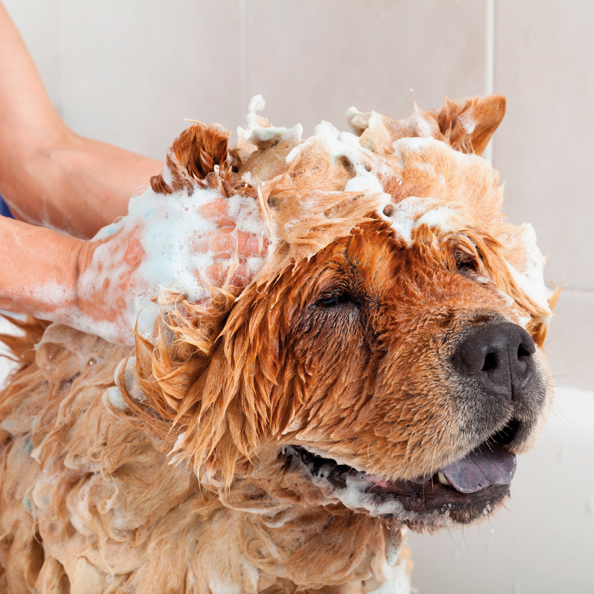 Beaphar Vlooienshampoo Hond en Kat 200ml