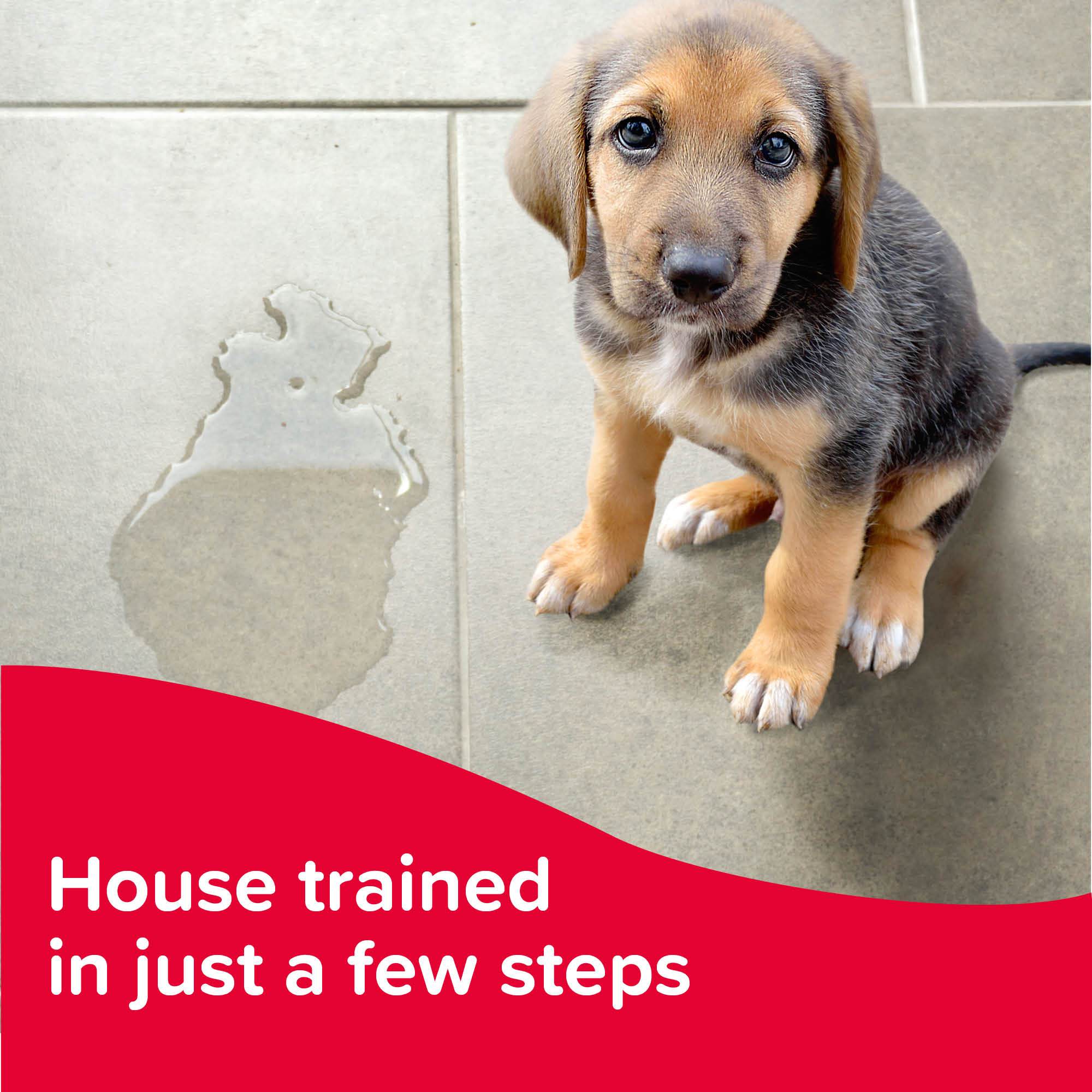 Beaphar Puppy Toilet Trainer for Puppies & Kittens, 20ml