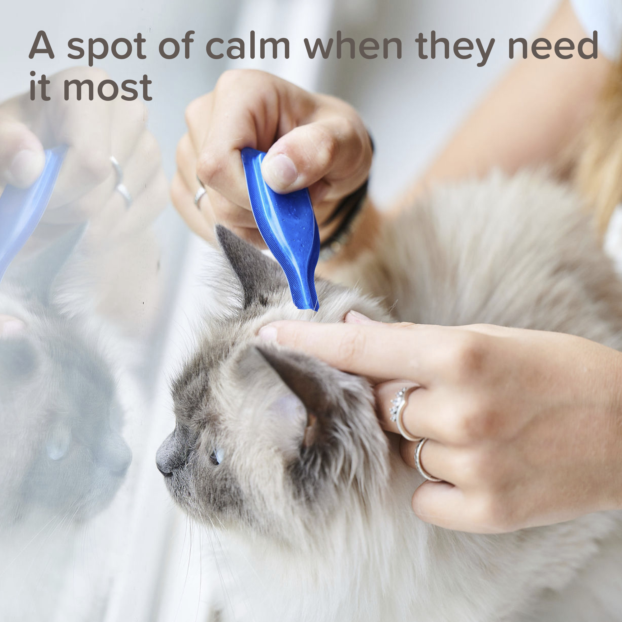 Beaphar CatComfort® Pheromone Calming Spot-On for Cats, 3 pipettes