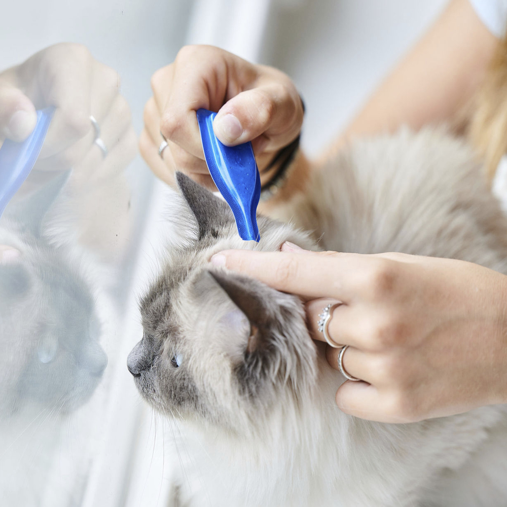 CatComfort®, pipettes calmantes pour chats et chatons aux phéromones - 3 pipettes