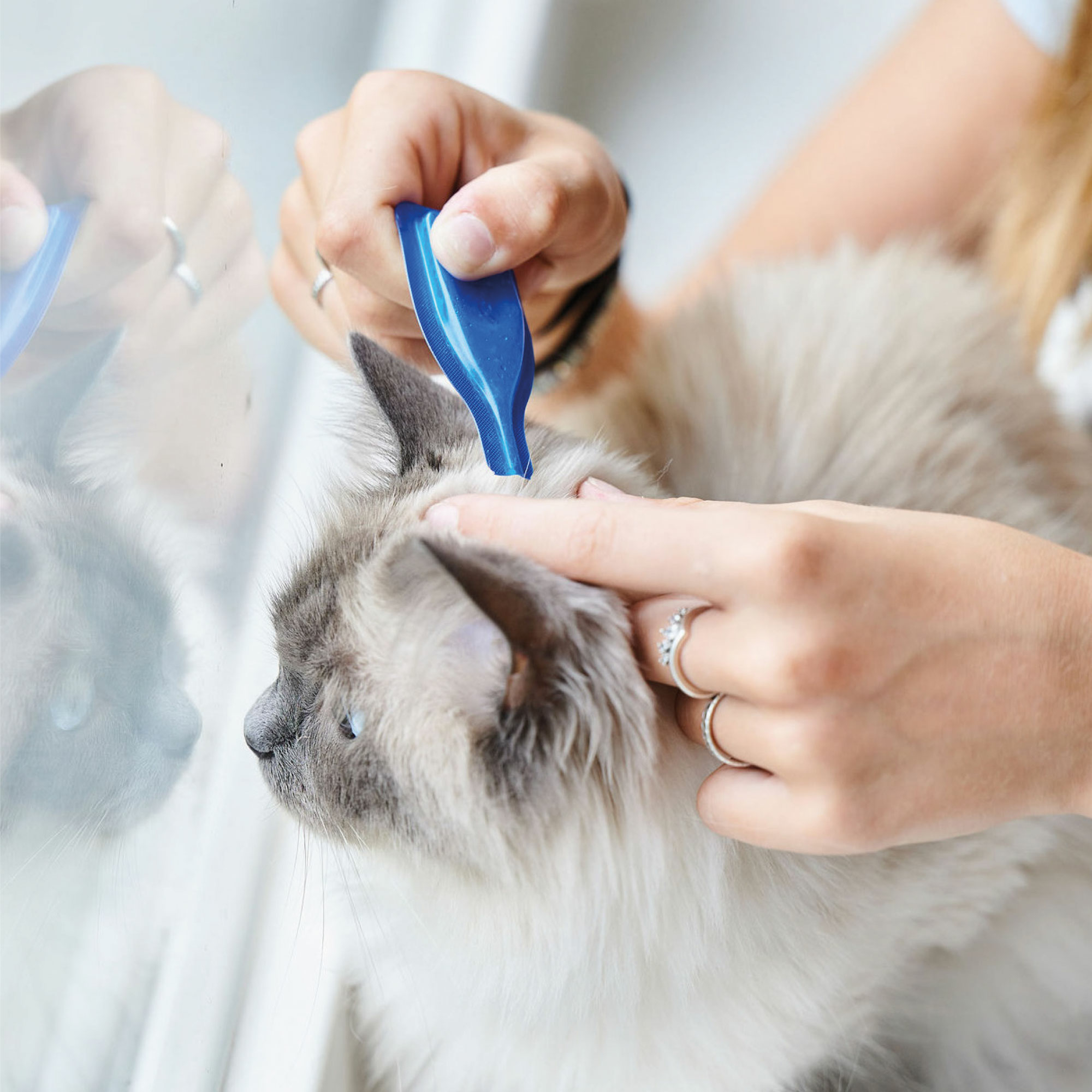 CatComfort® nyugtató hatású feromonos spot-on