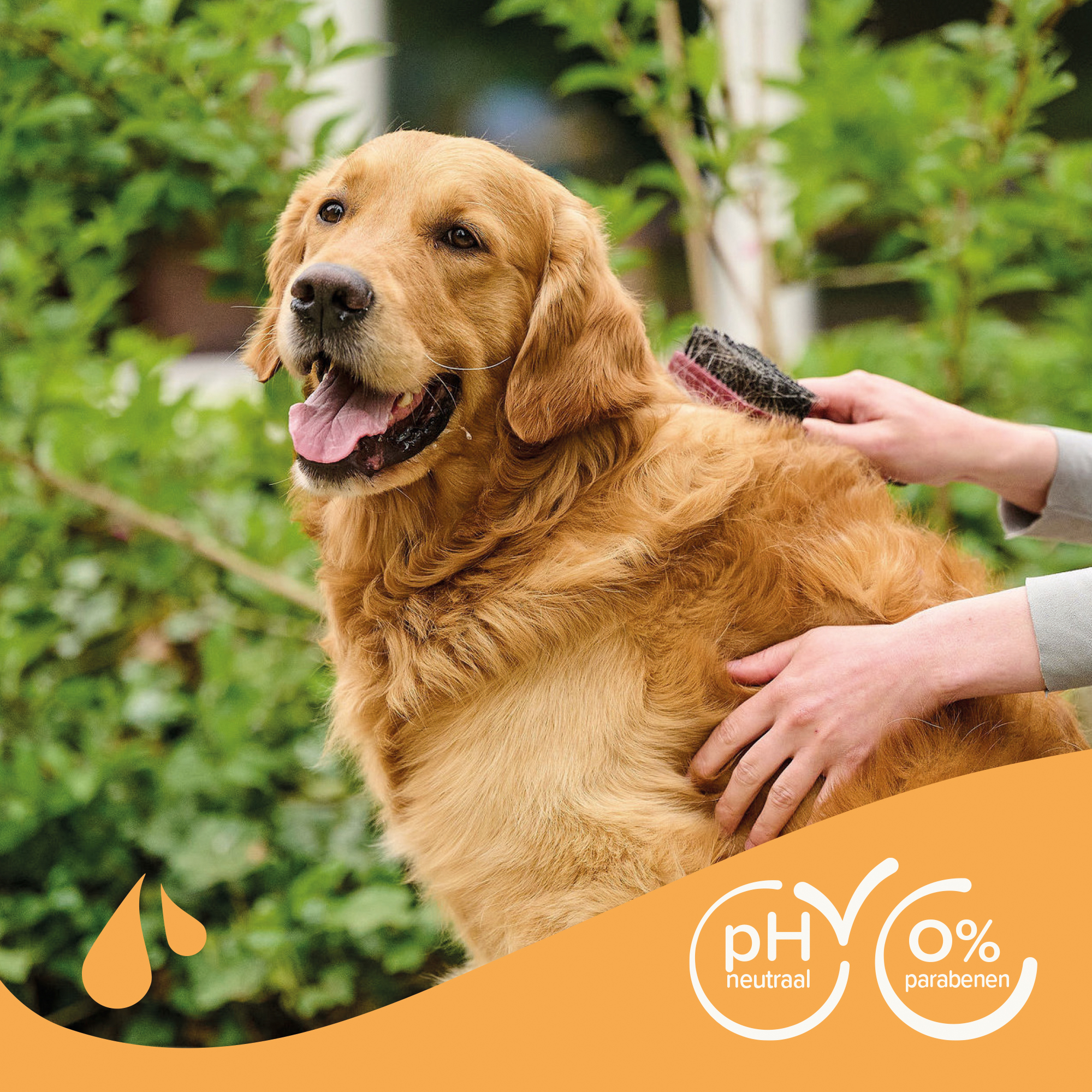Shampoo Bruine Vacht Hond 250ml