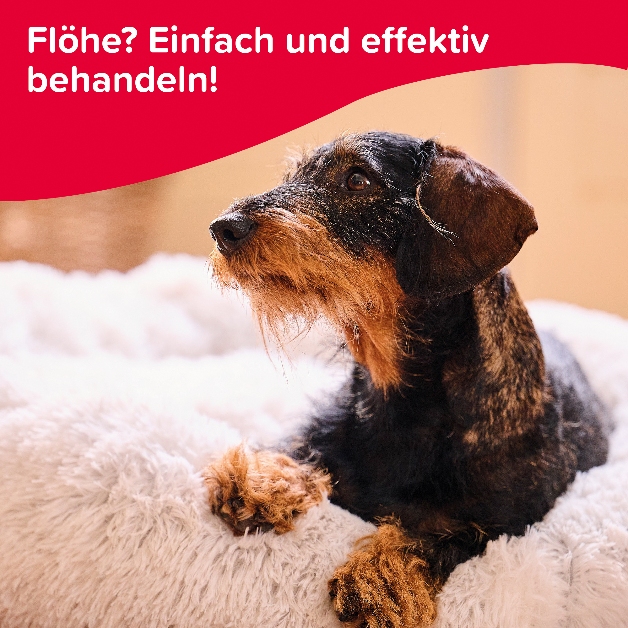 Flohschutz-Shampoo, 250ml