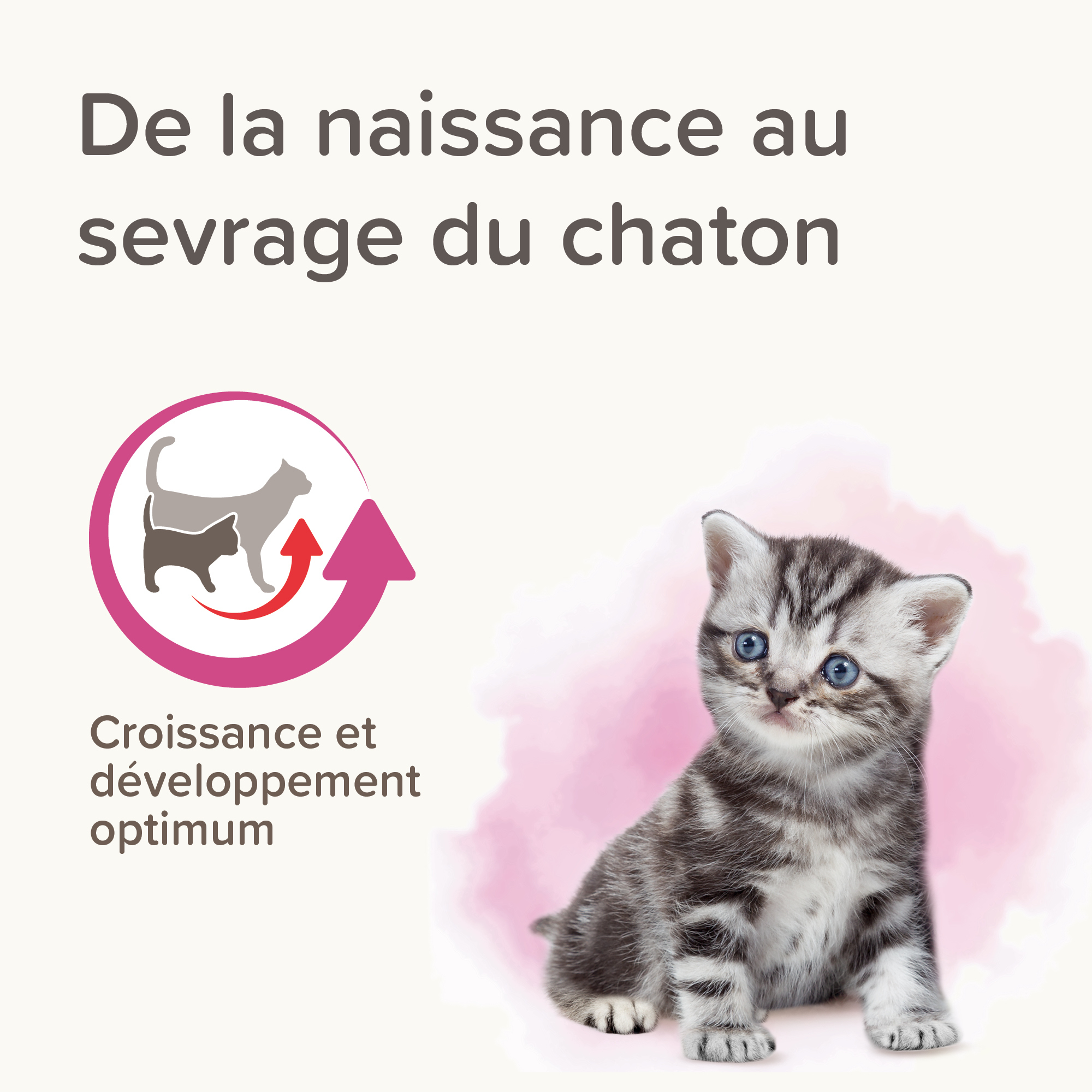 LACTOL, lait maternisé pour chaton - 250 g