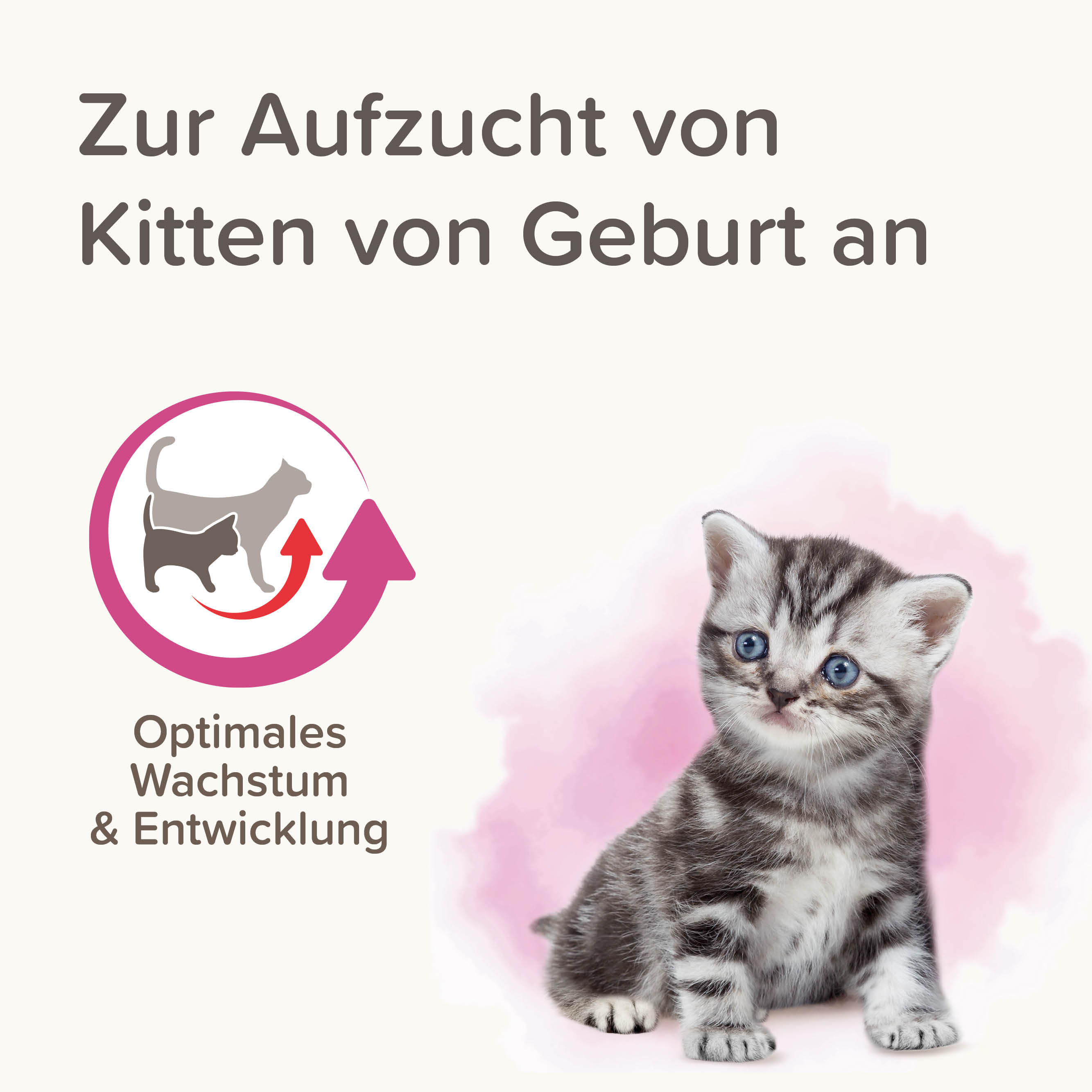 Lactol Aufzucht-Milch Katze, 500g