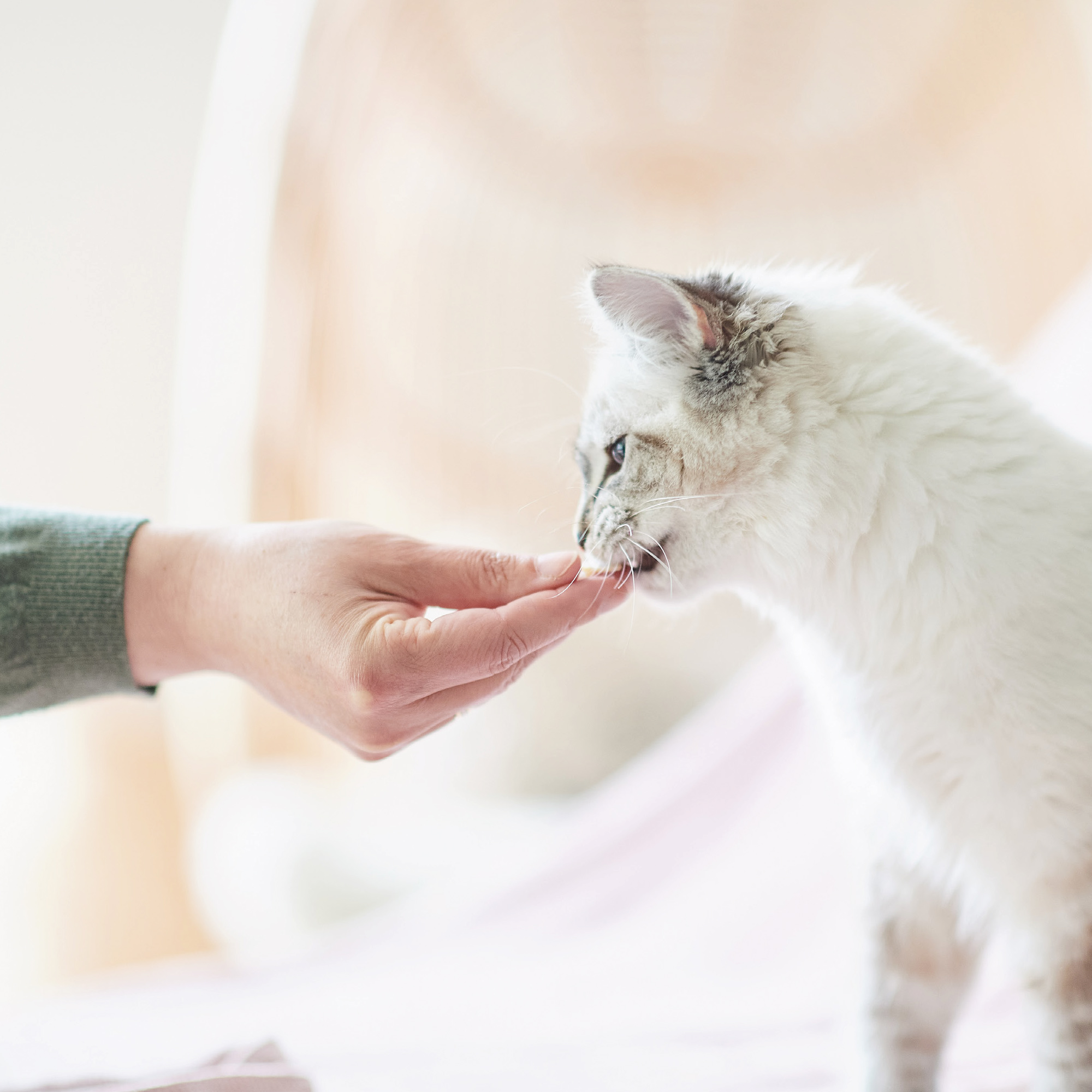 Beaphar Fresh Breath Tablets for Cats & Dogs