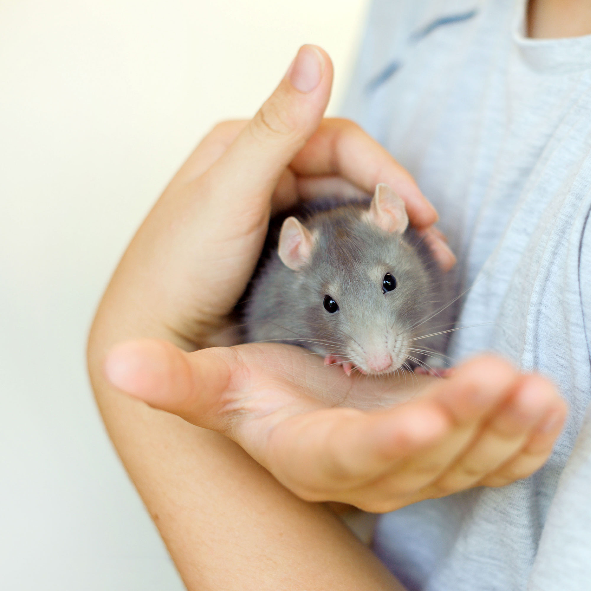Beaphar Anti-Parasite Spot On Guinea Pig & Rabbit