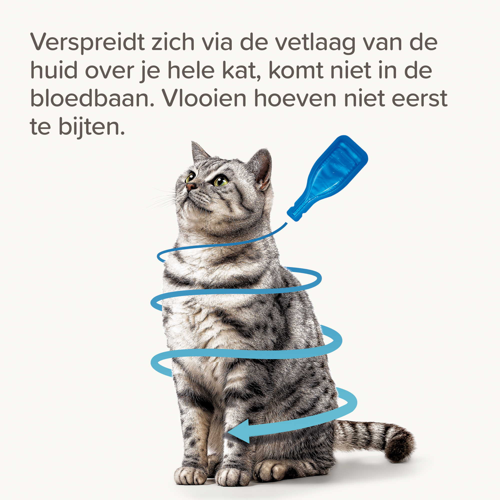 Beaphar FIPROtec® Spot-On kat 4 pipetten